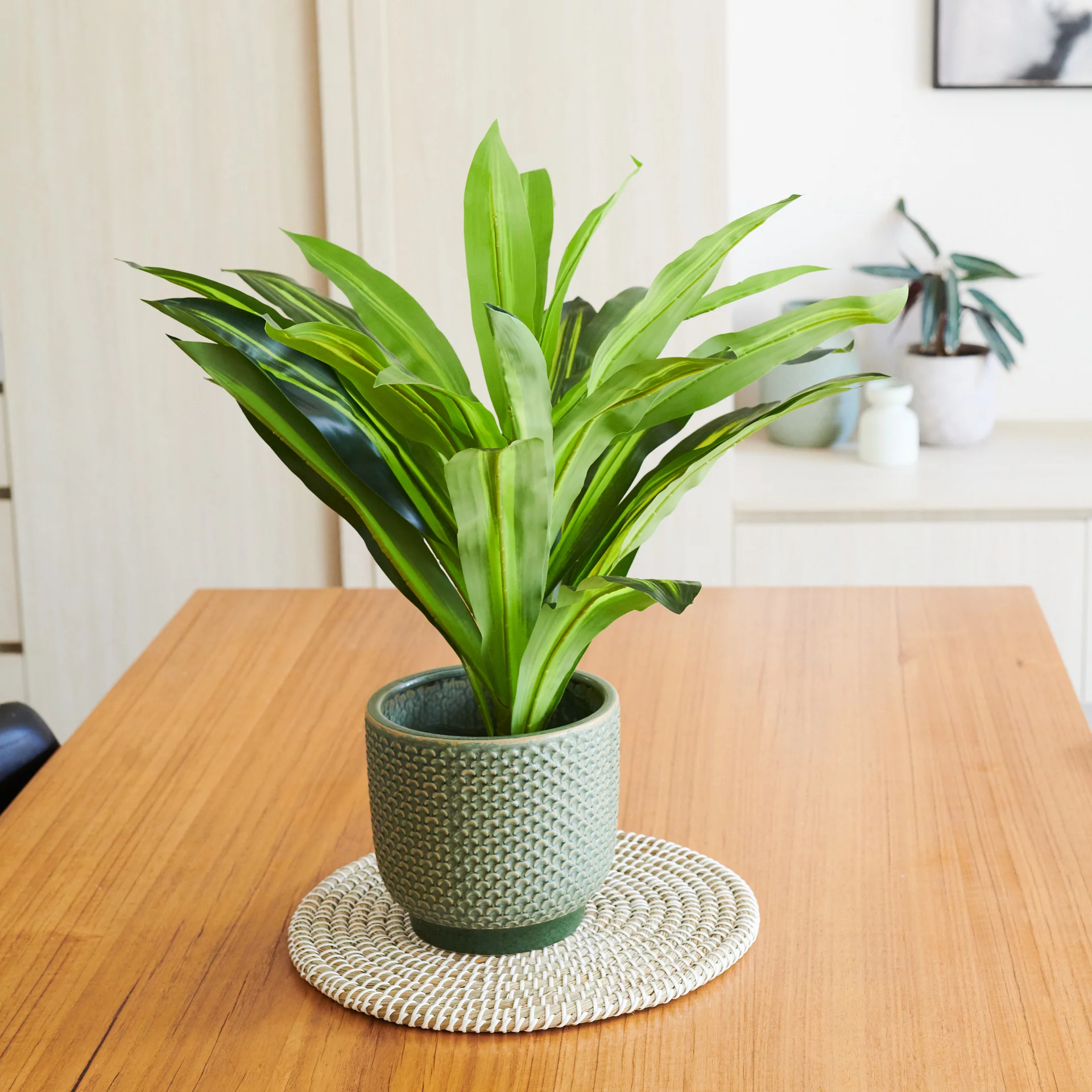 Jude Dracaena Plant with Pot - Image 3