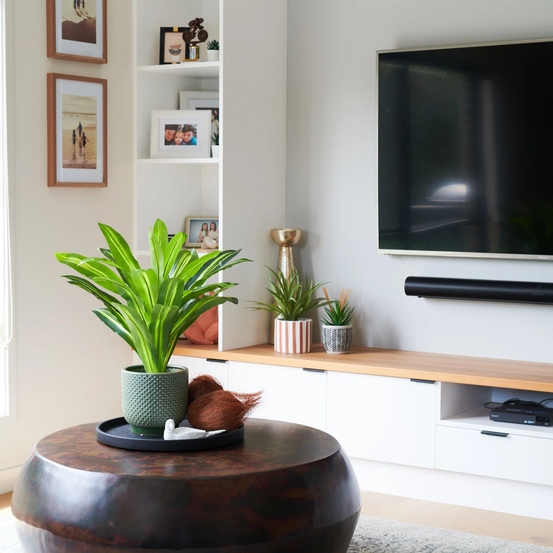 Jude Dracaena Plant with Pot - Image 4