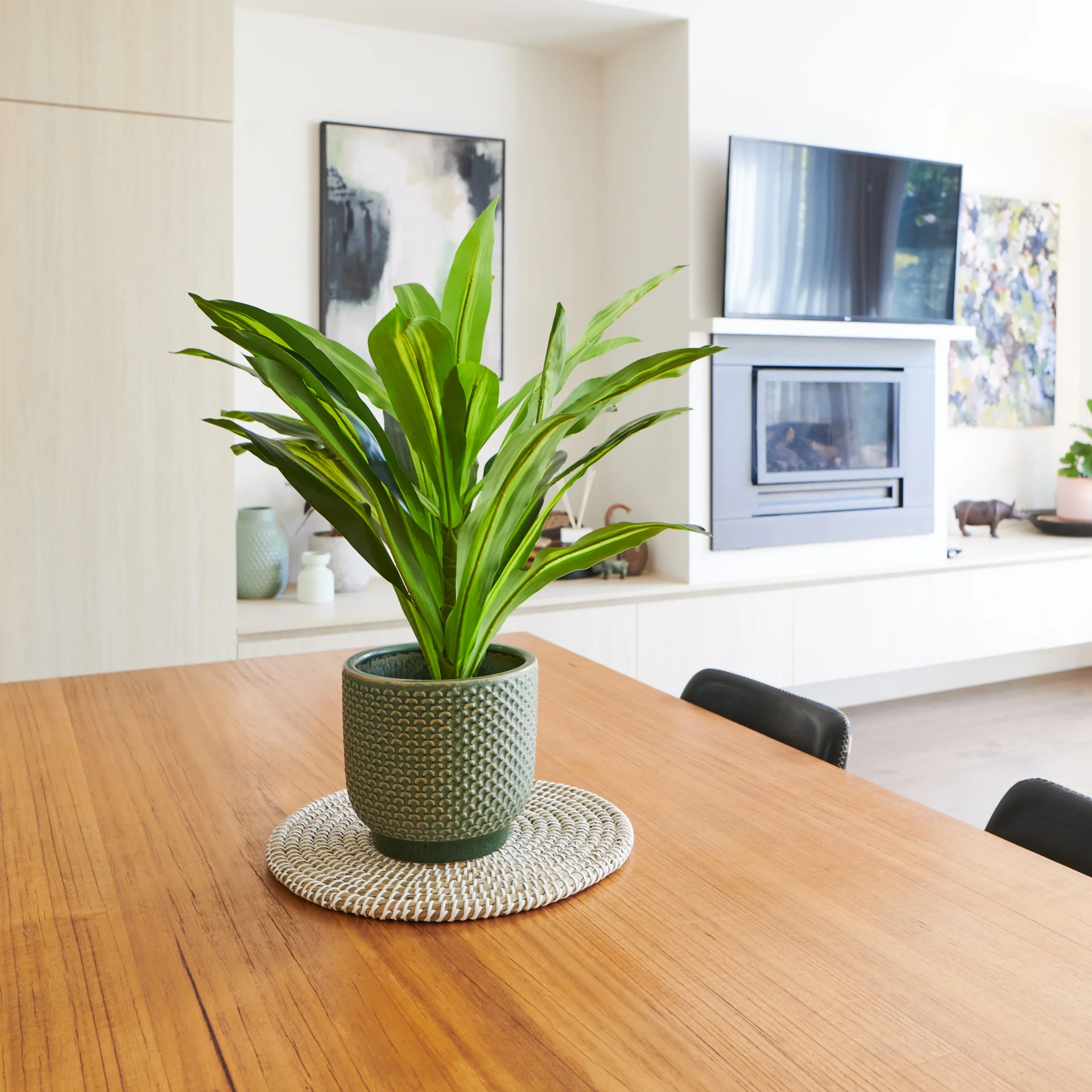 Jude Dracaena Plant with Pot - Image 5