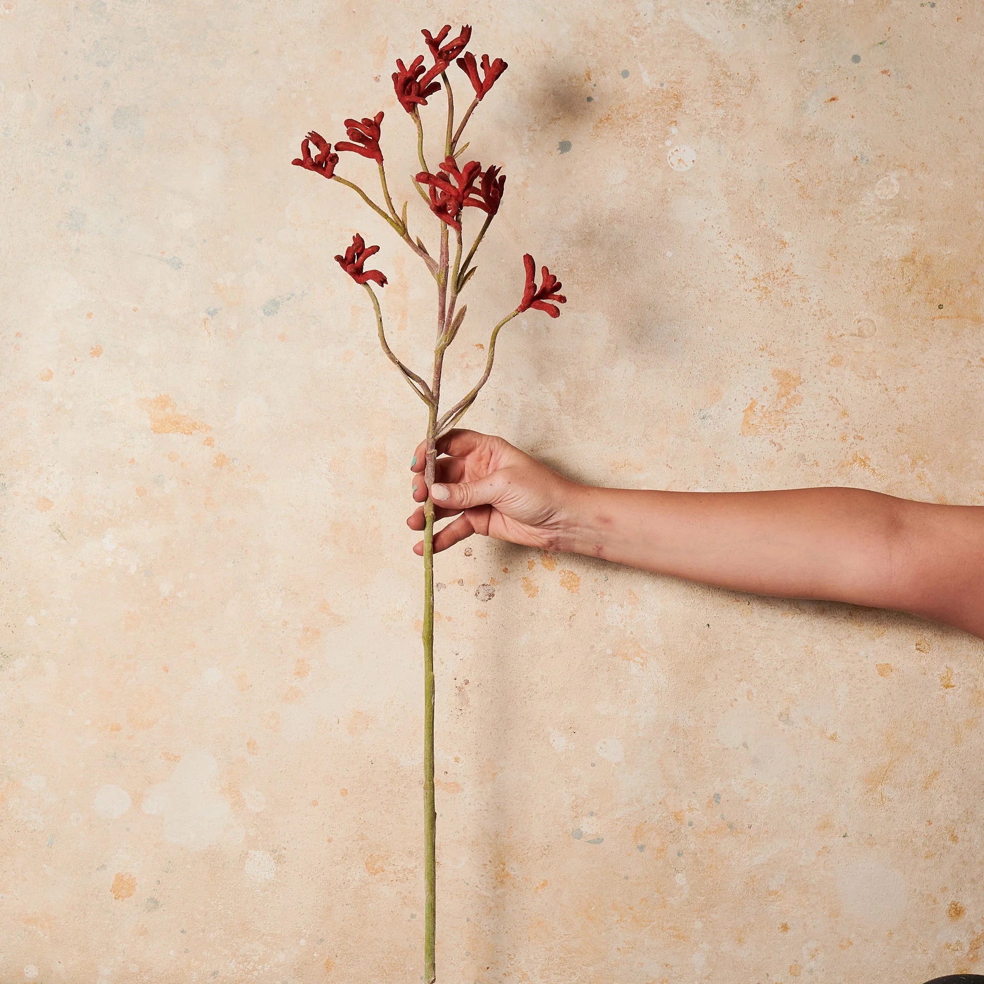 Kangaroo Paw Real Touch Flower Stem - Image 3