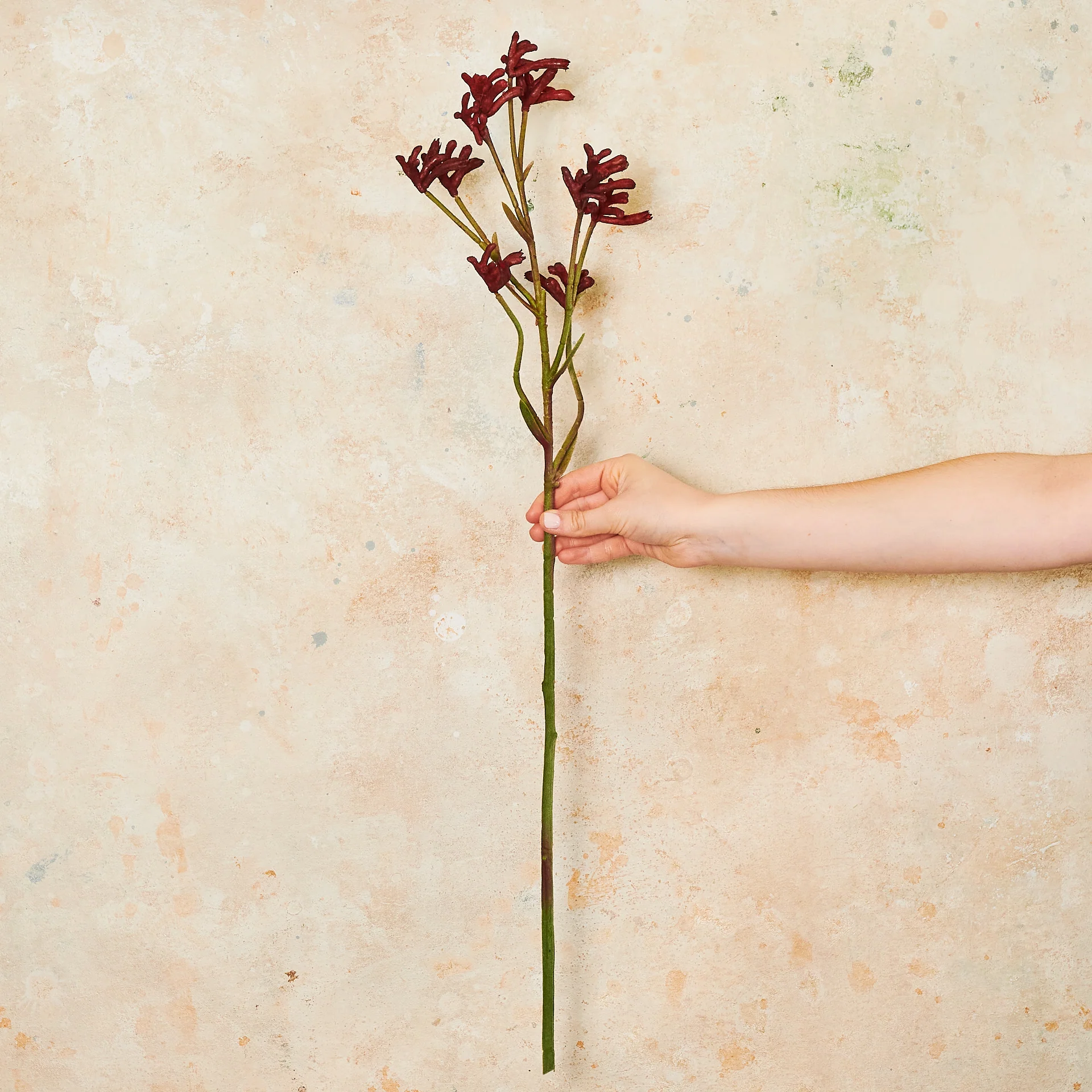 Kangaroo Paw Real Touch Flower Stem - Image 4