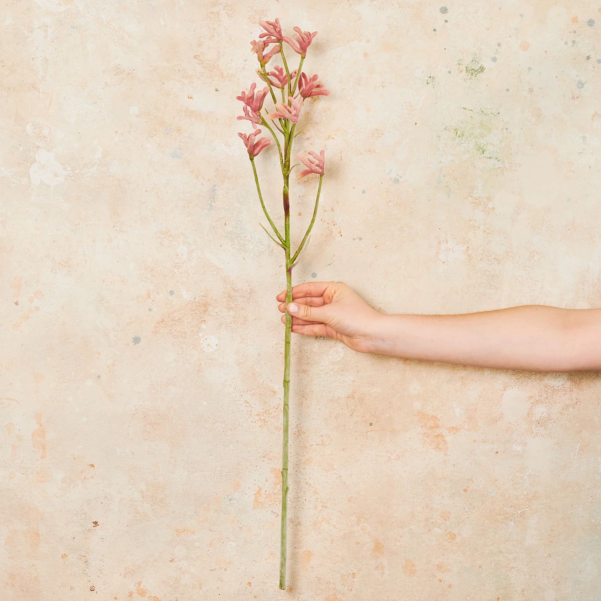 Kangaroo Paw Real Touch Flower Stem - Image 6