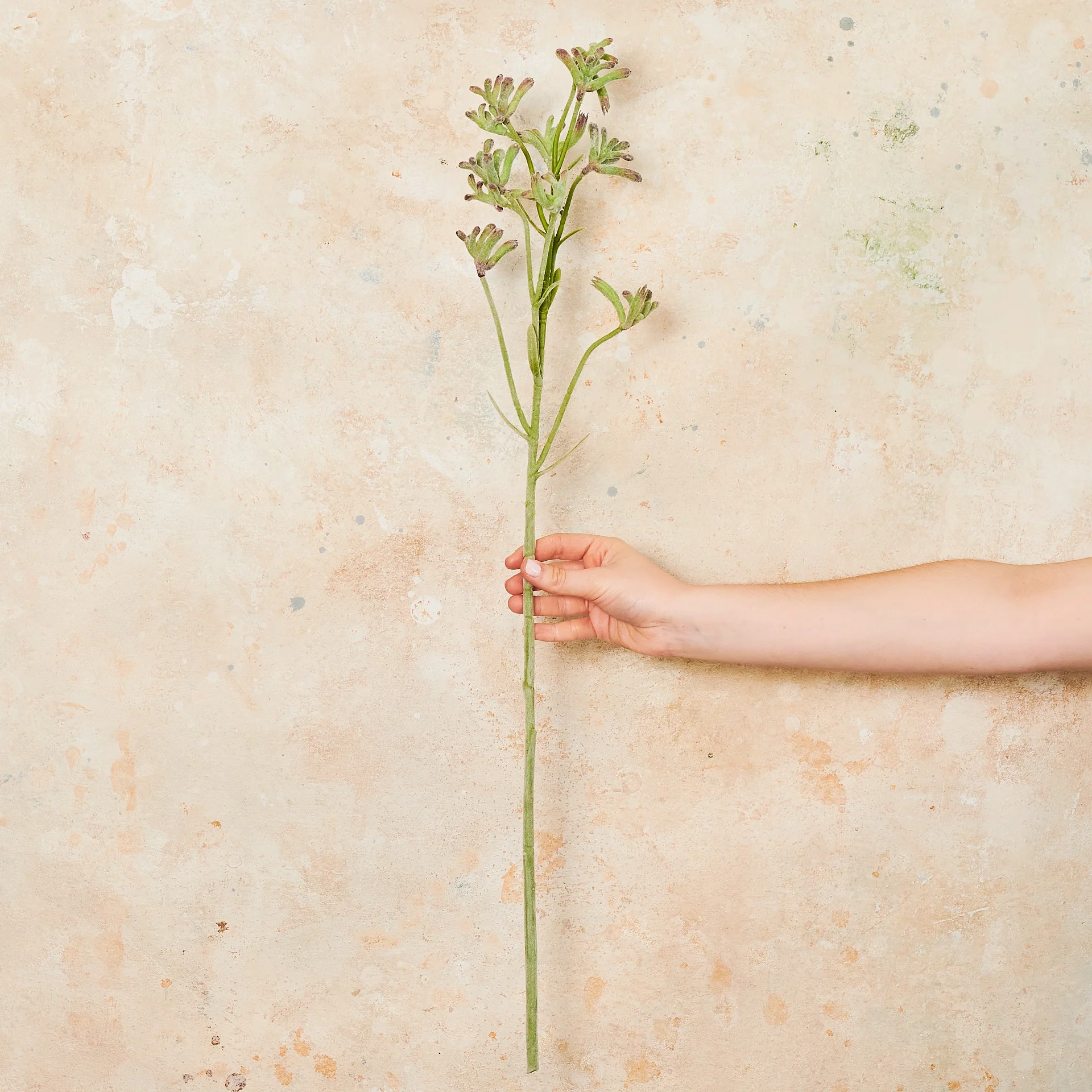 Kangaroo Paw Real Touch Flower Stem - Image 8