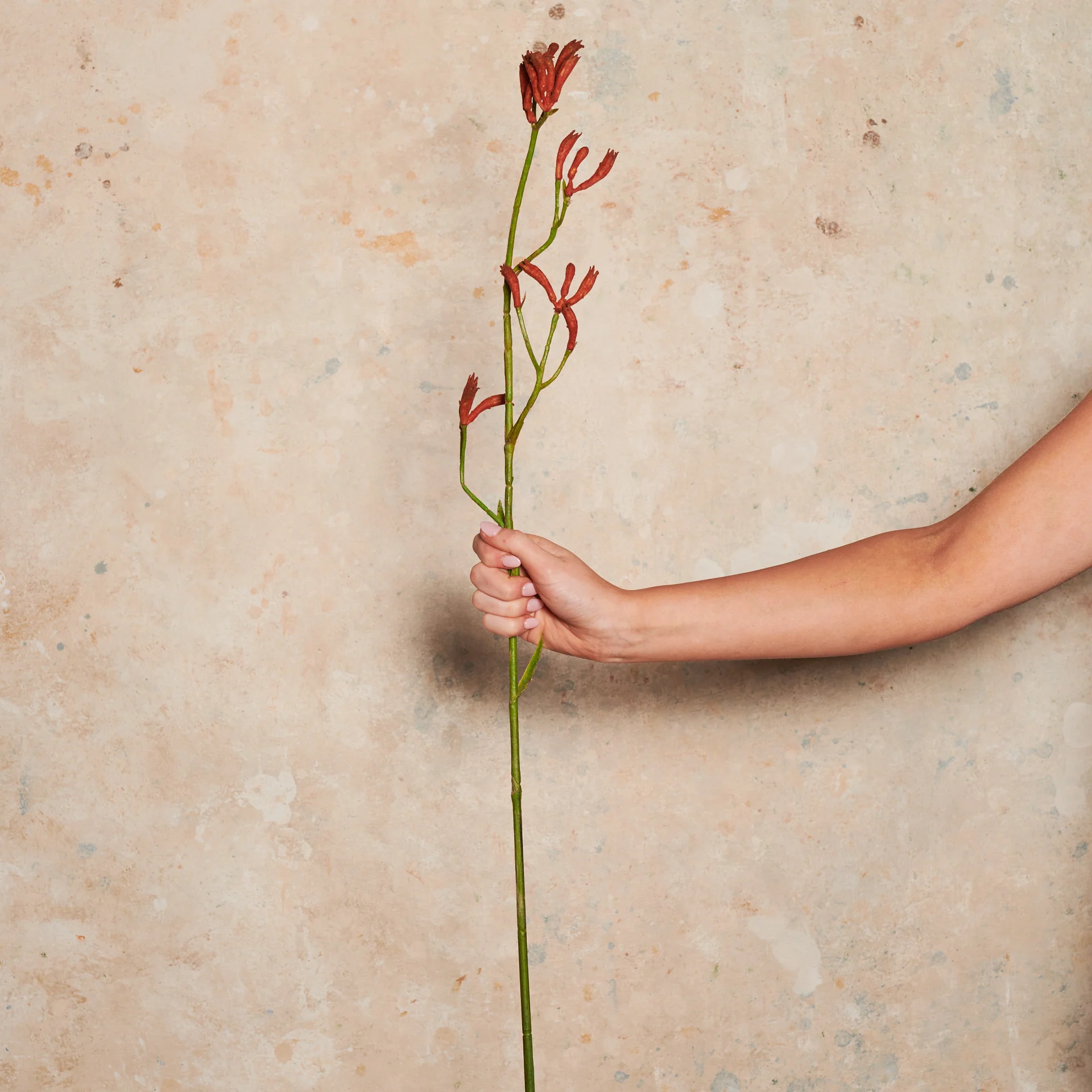 Kangaroo Paw Burnt Orange Real Touch Flower Stem - Image 2
