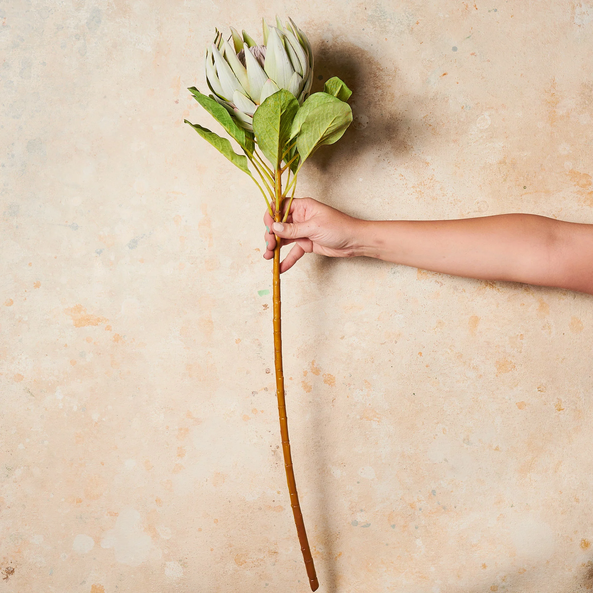 King Protea Real Touch Flower Stem - Image 3