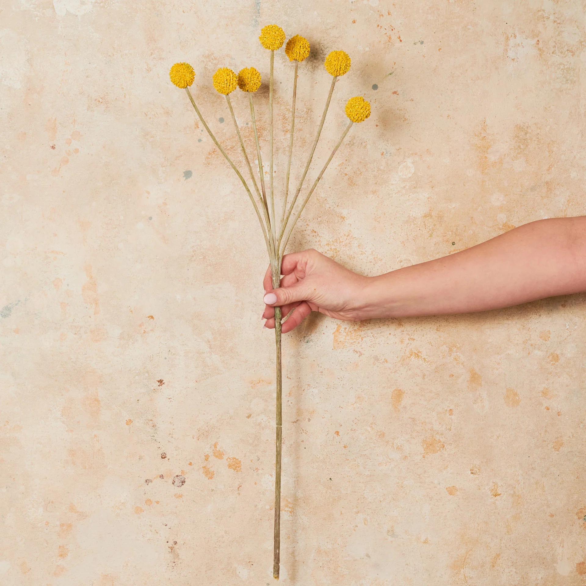 Billy Button Real Touch Flower Stem - Image 2