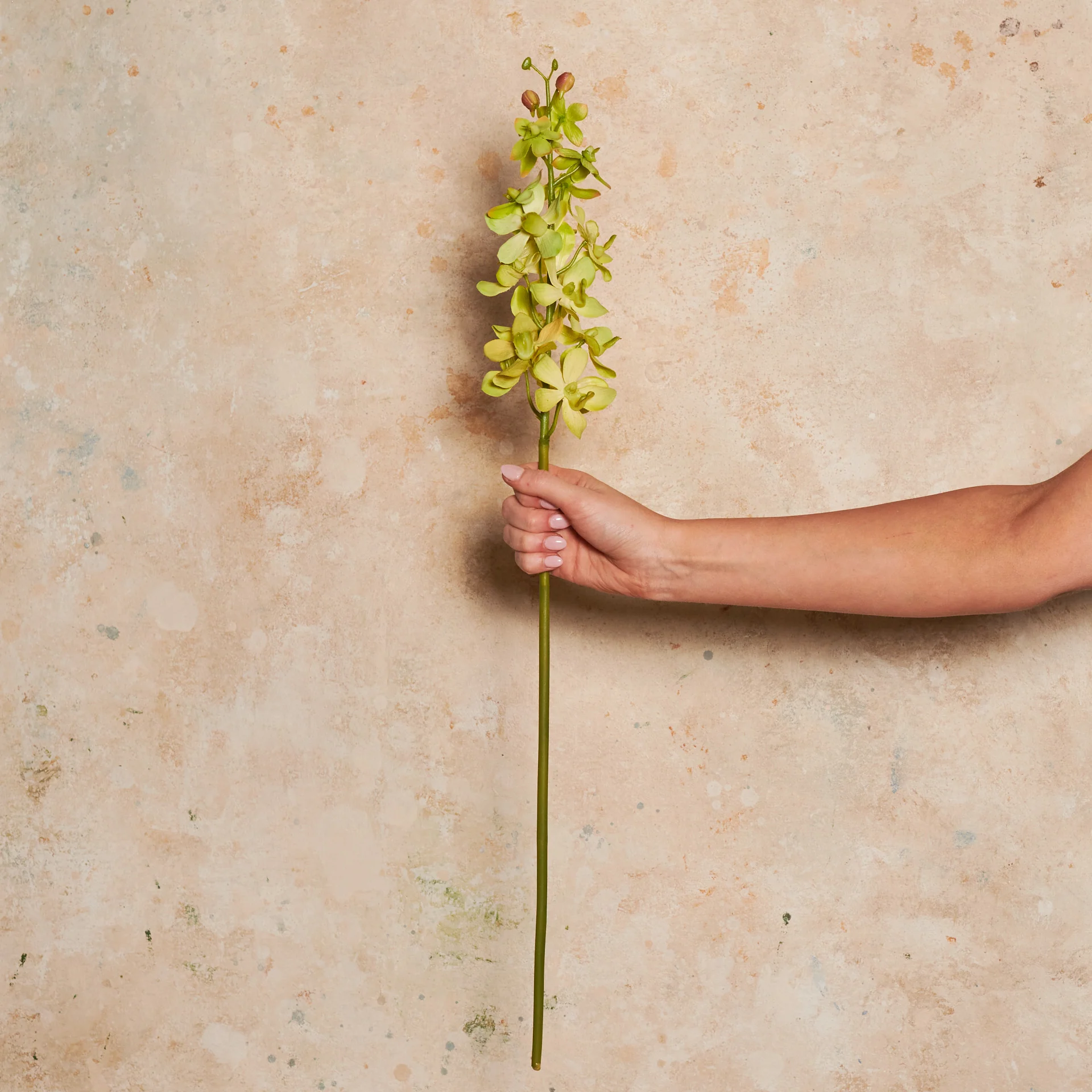 Orchid Vanda Real Touch Flower Stem - Image 7