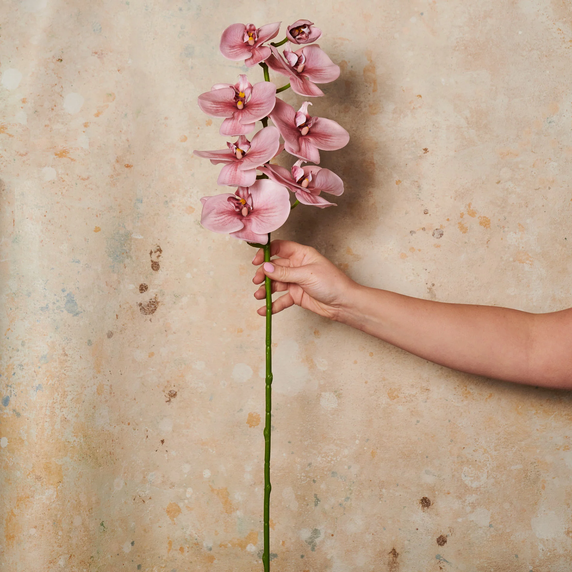 Phalaenopsis Orchid Long Real Touch Flower Stem - Image 5