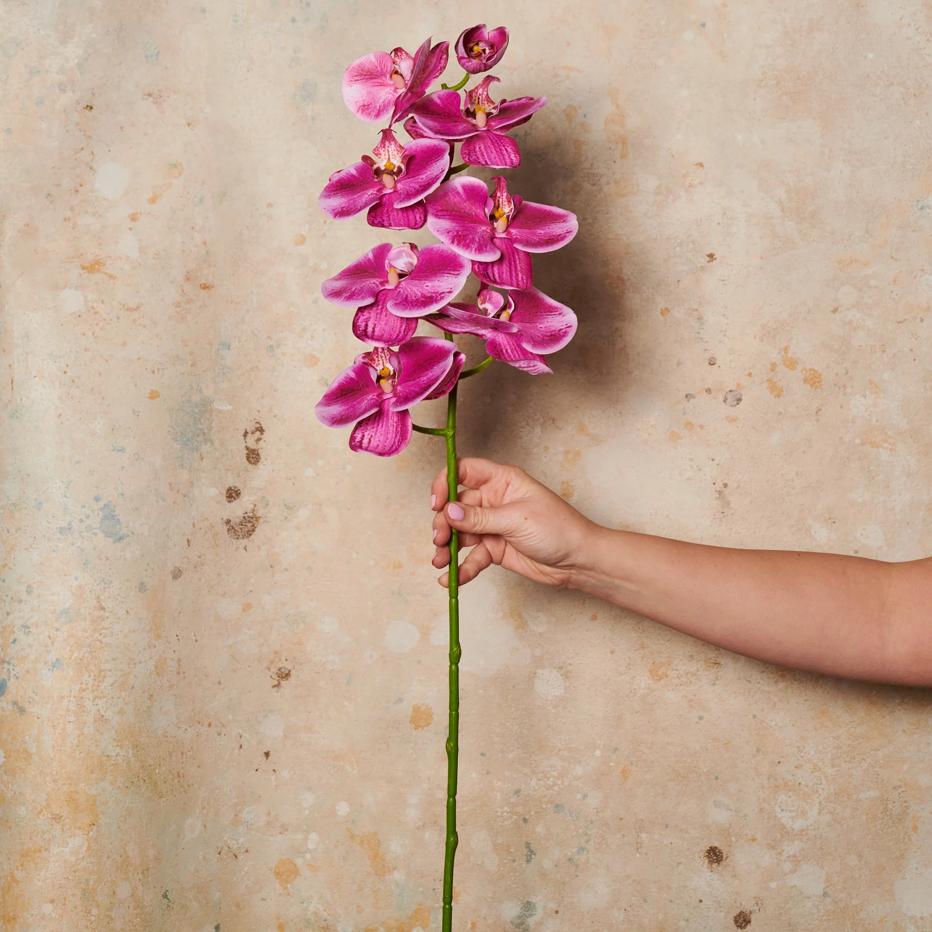 Phalaenopsis Orchid Long Real Touch Flower Stem - Image 6