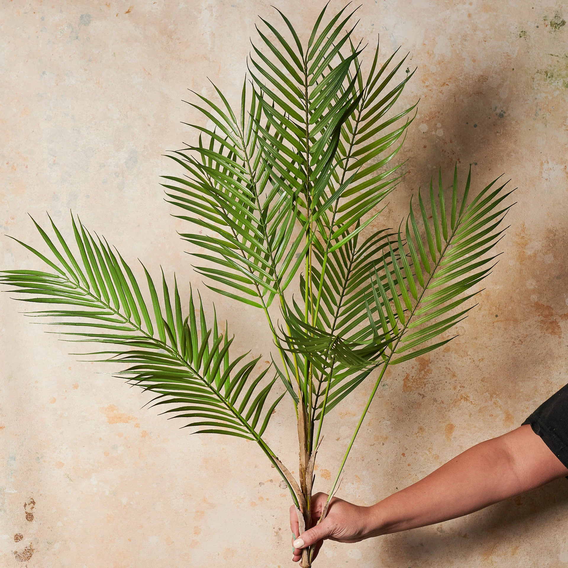 Phoenix Palm Bush Real Touch Stem - Image 2