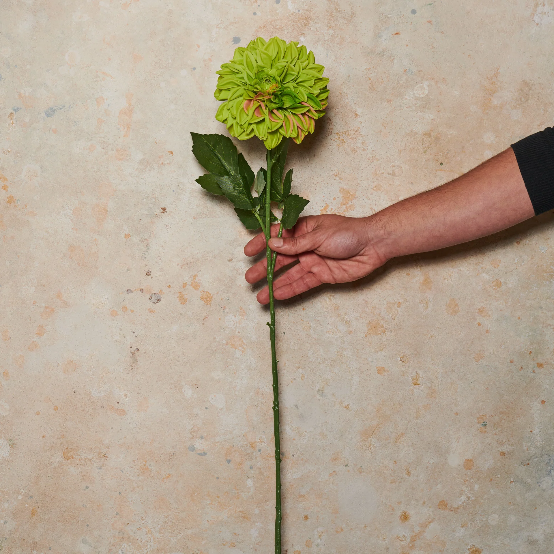 Pompon Dahlia Large Real Touch Flower Stem - Image 2