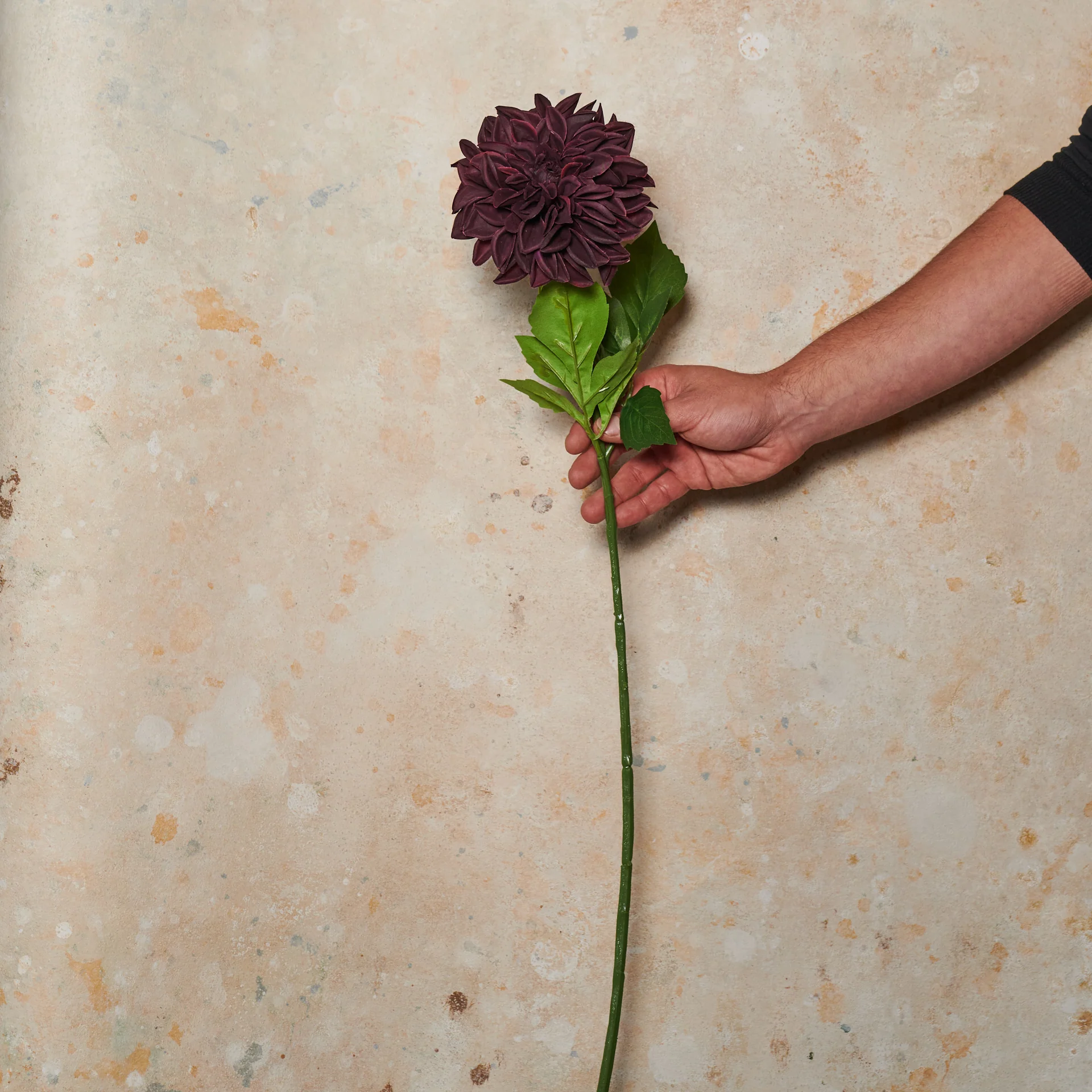 Pompon Dahlia Large Real Touch Flower Stem - Image 5