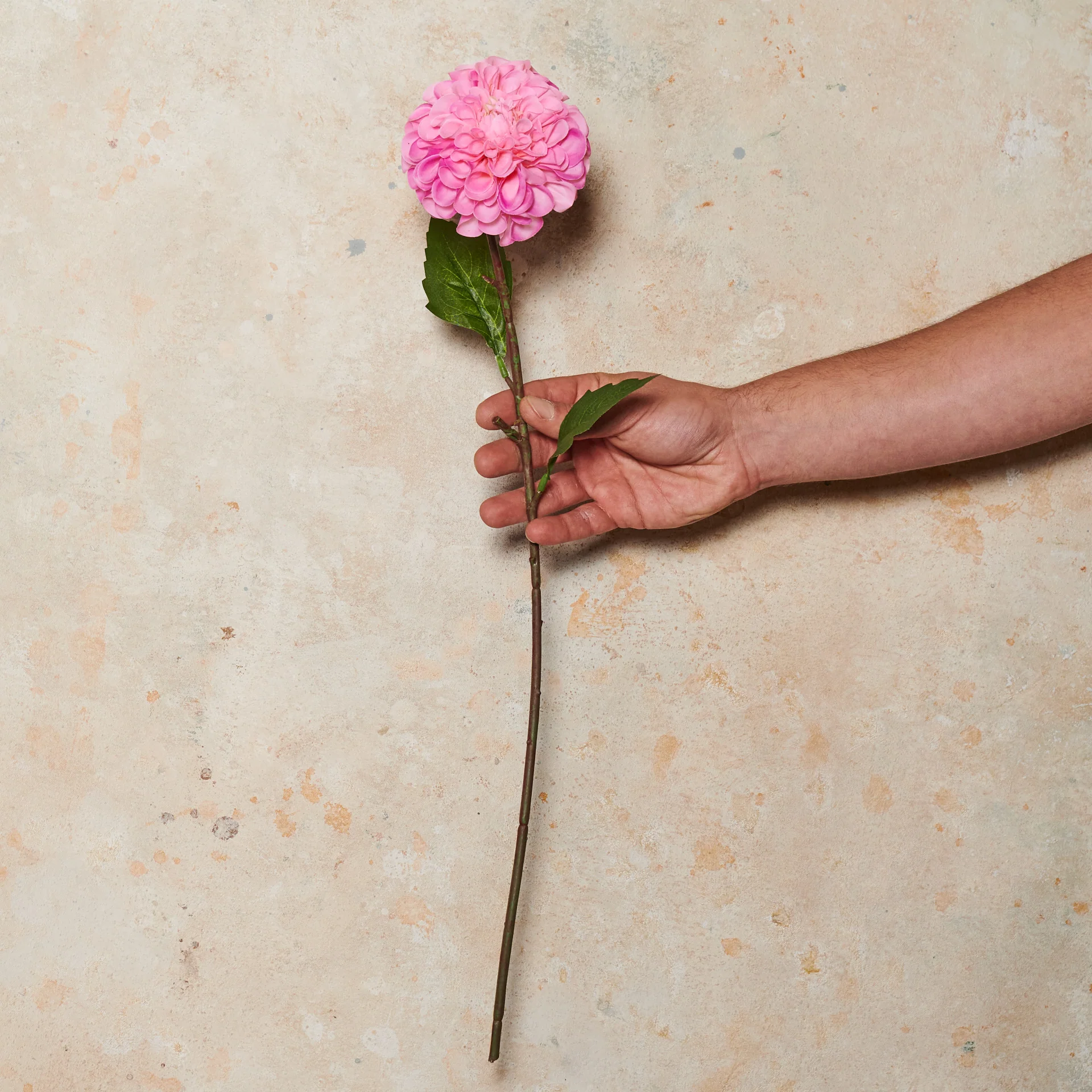 Pompon Dahlia Real Touch Flower Stem - Image 15