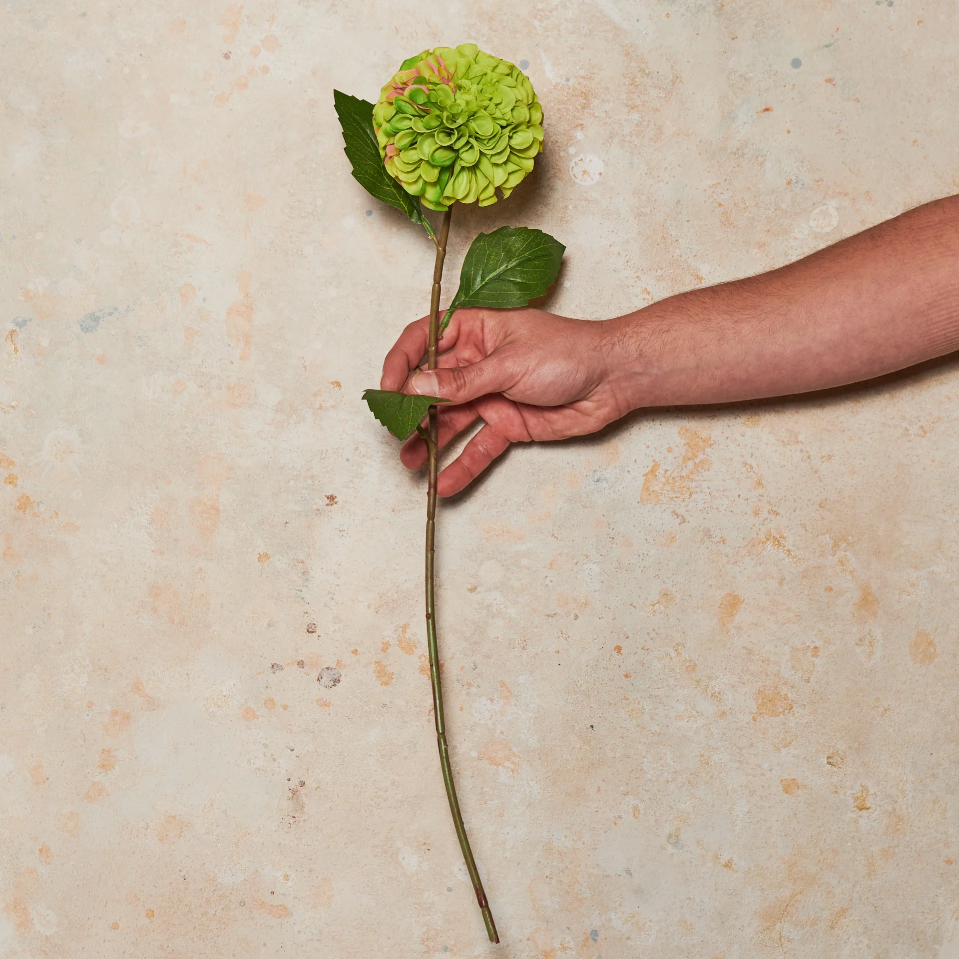 Pompon Dahlia Real Touch Flower Stem - Image 5