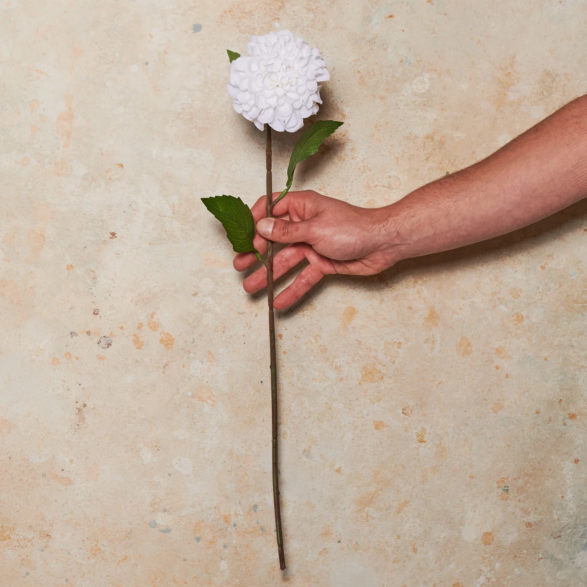 Pompon Dahlia Real Touch Flower Stem - Image 7