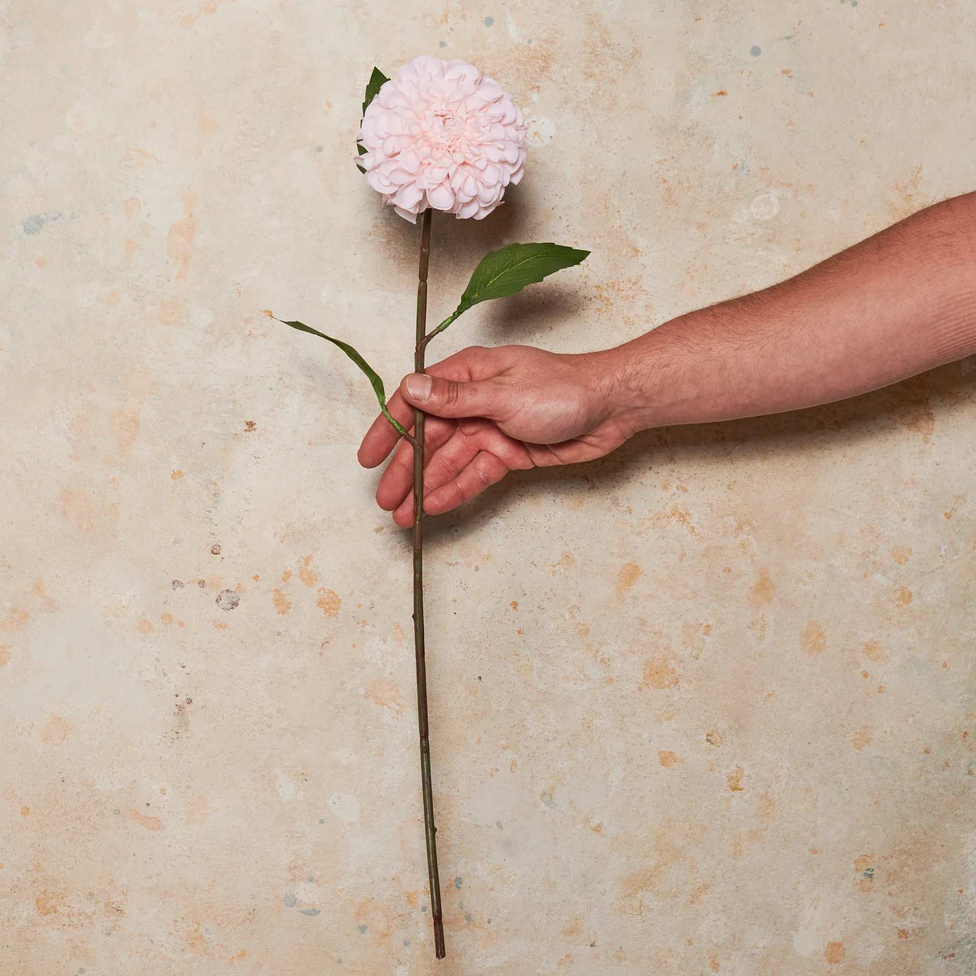 Pompon Dahlia Real Touch Flower Stem - Image 9