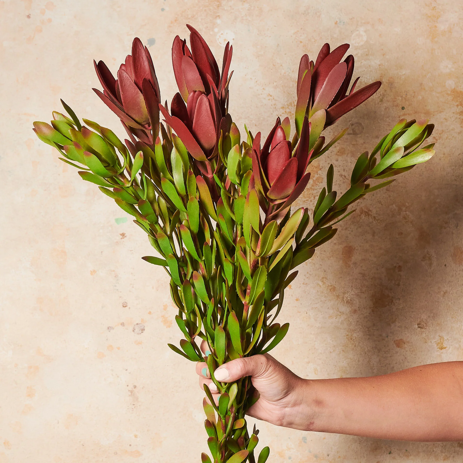 Protea Leucadendron Real Touch Flower Stem - Image 3