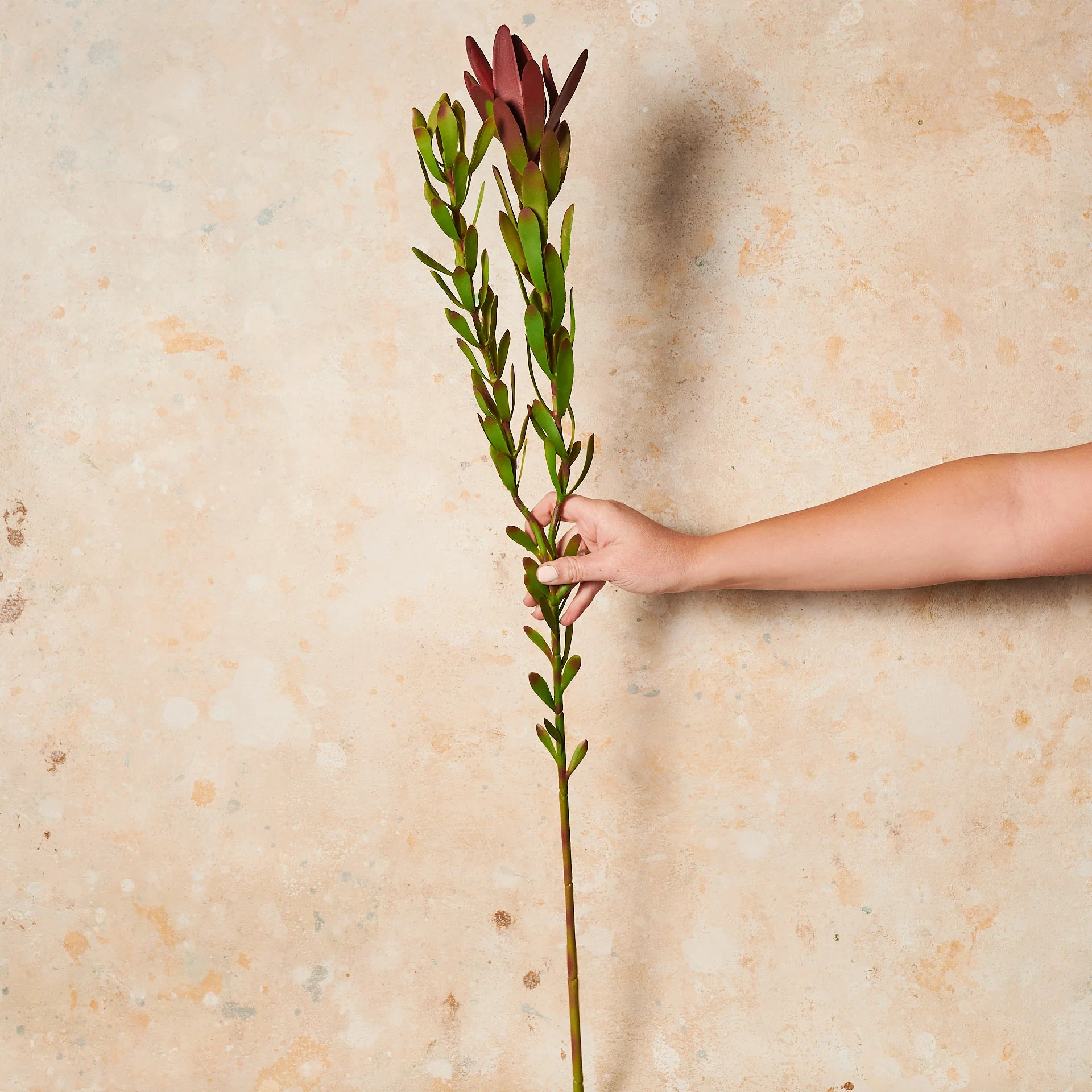 Protea Leucadendron Real Touch Flower Stem - Image 4