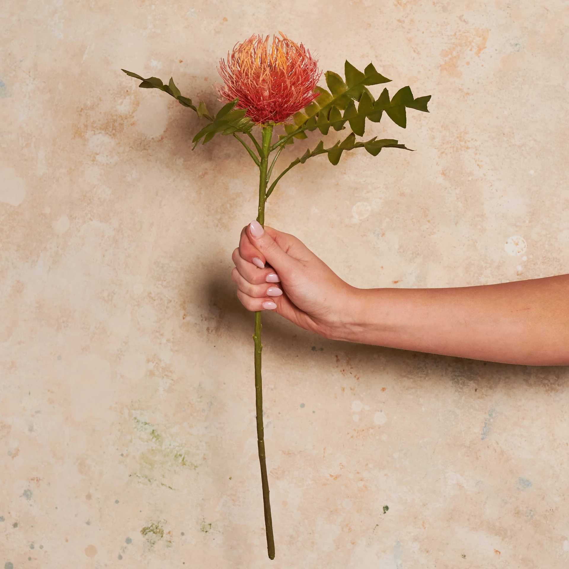 Protea Leucospermum Premium Pin Cushion Real Touch Flower Stem - Image 3