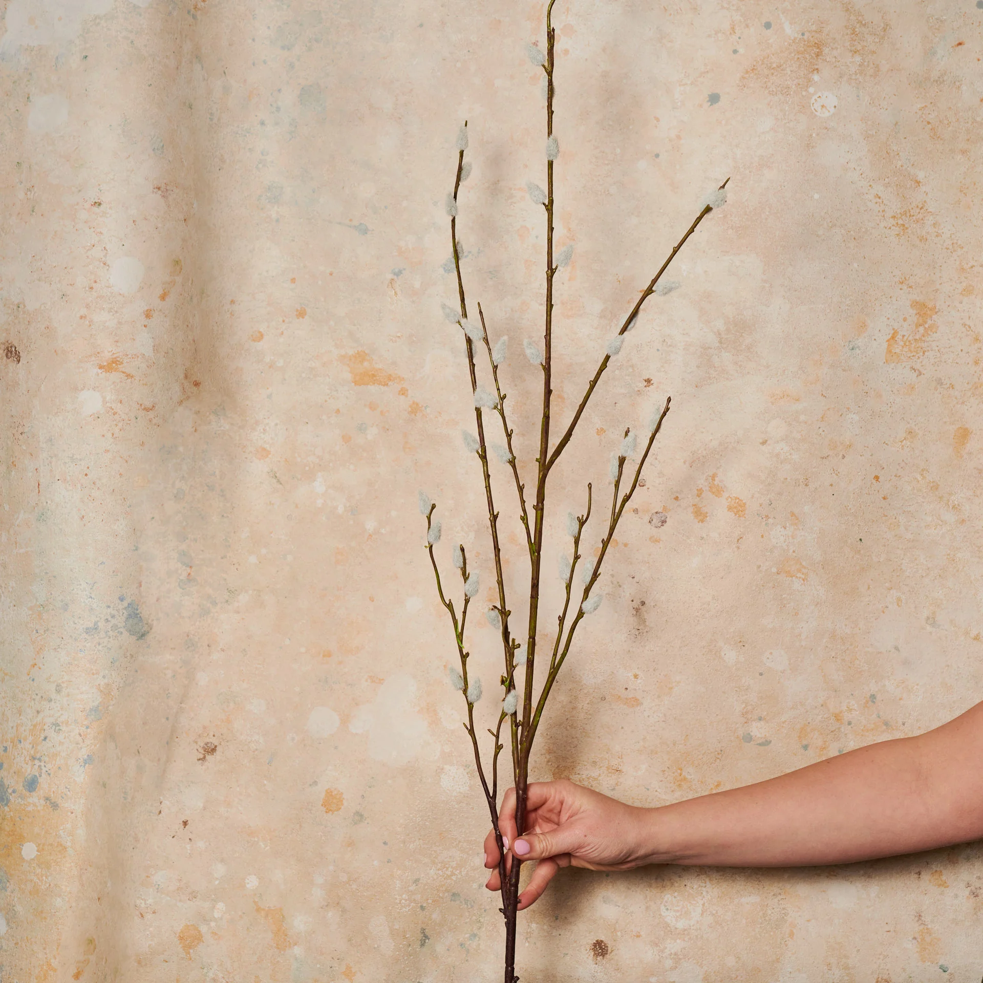 Pussywillow Branch Real Touch Stem - Image 2