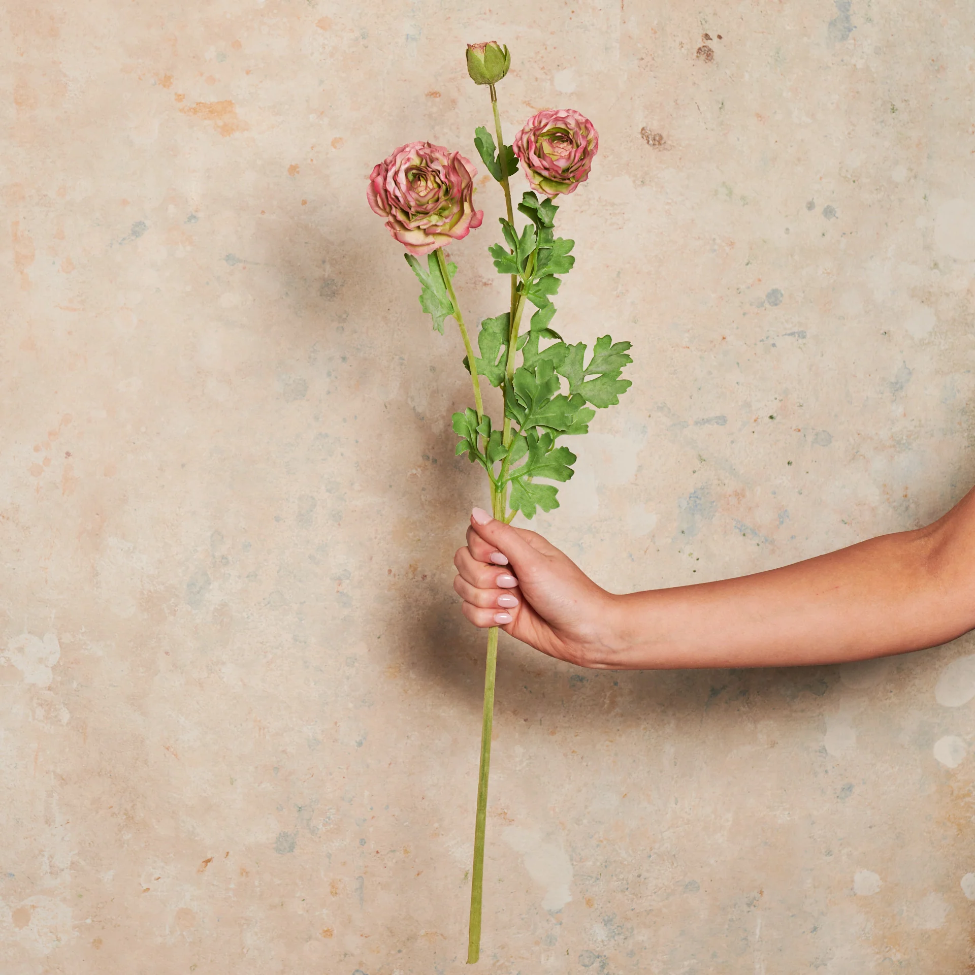 Ranunculus Flower Real Touch Flower Stem - Image 3
