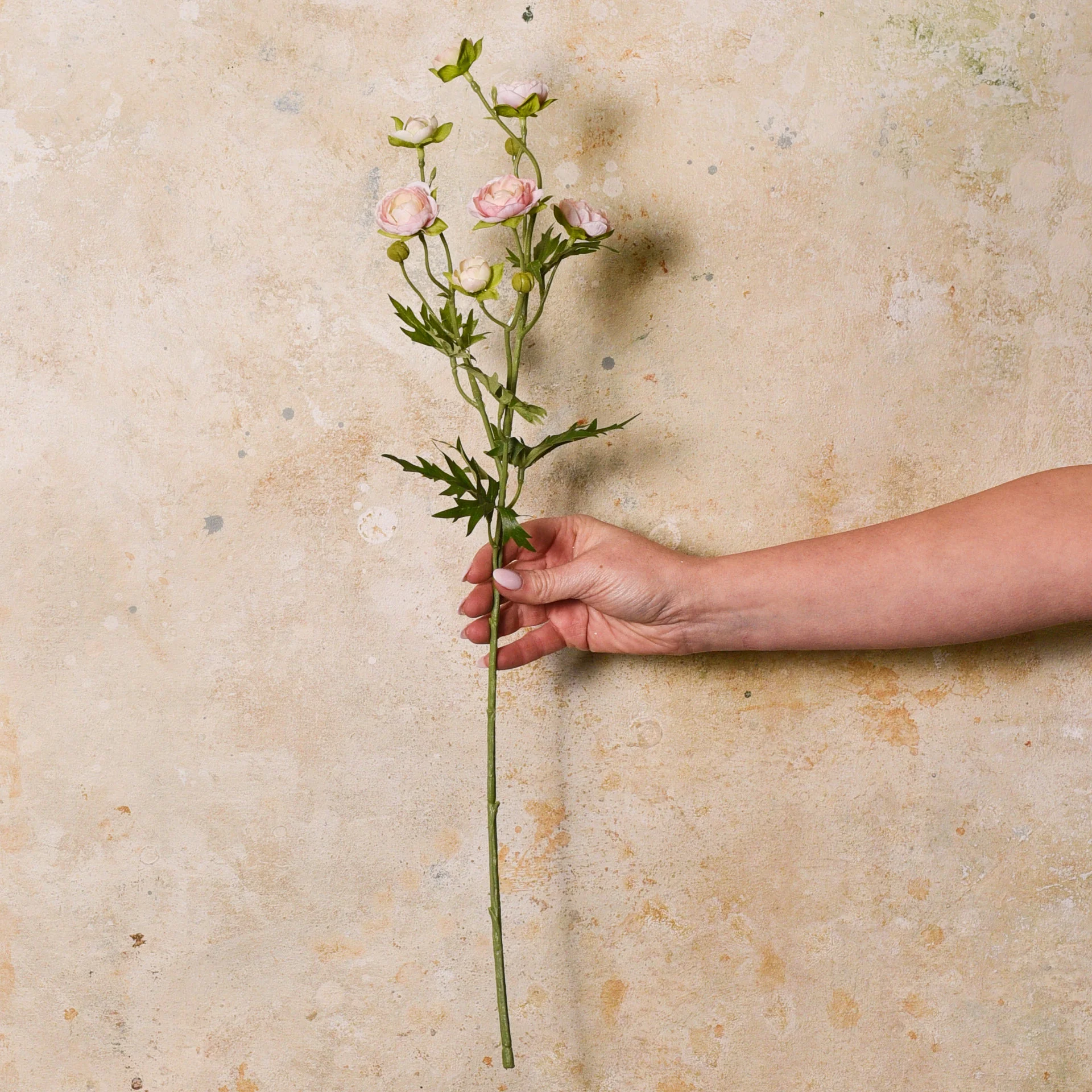 Ranunculus Spray Flower Stem - Image 3