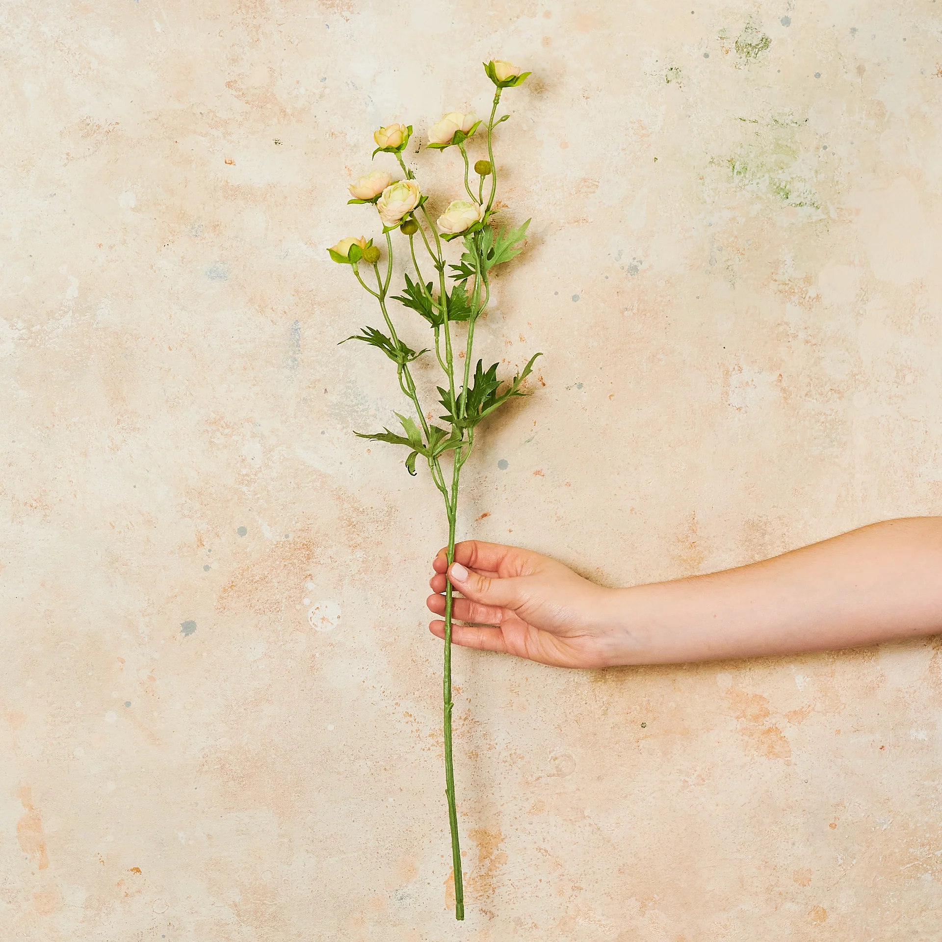 Ranunculus Spray Flower Stem - Image 5