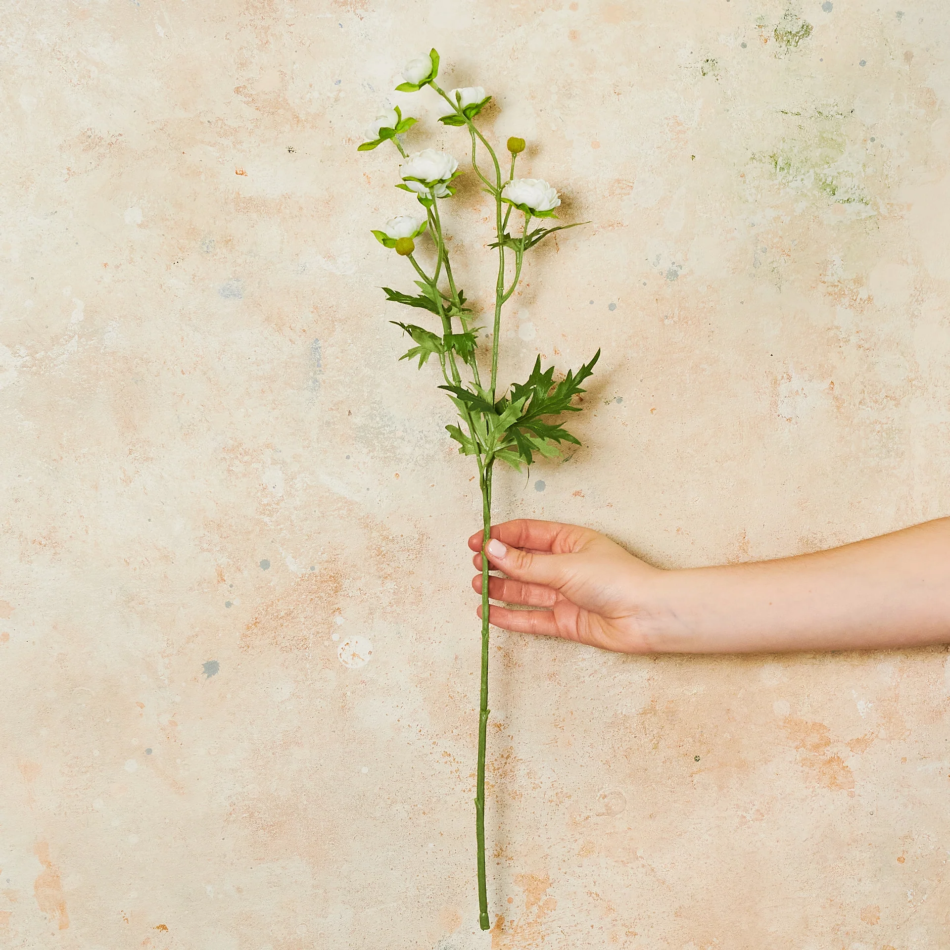 Ranunculus Spray Flower Stem - Image 8
