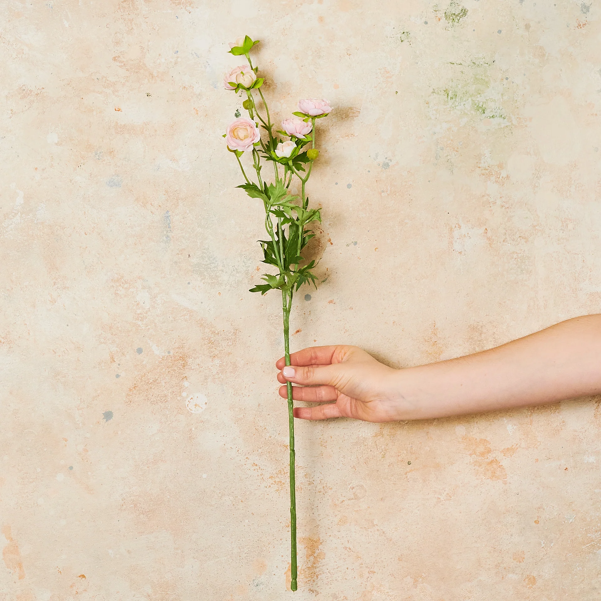 Ranunculus Spray Flower Stem - Image 9
