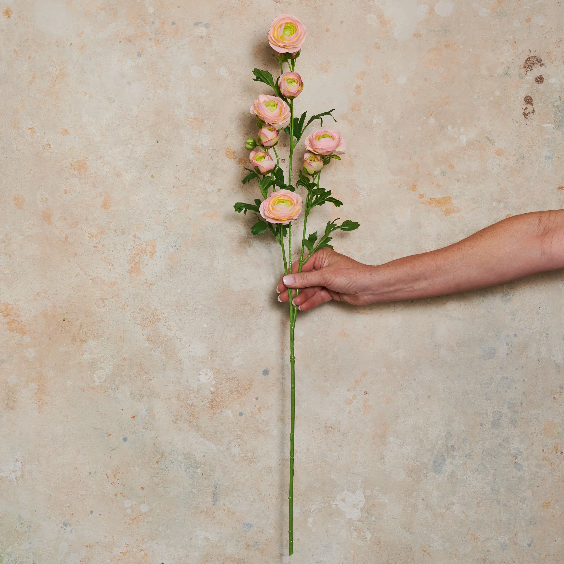 Ranunculus Wild Real Touch Flower Stem - Image 6