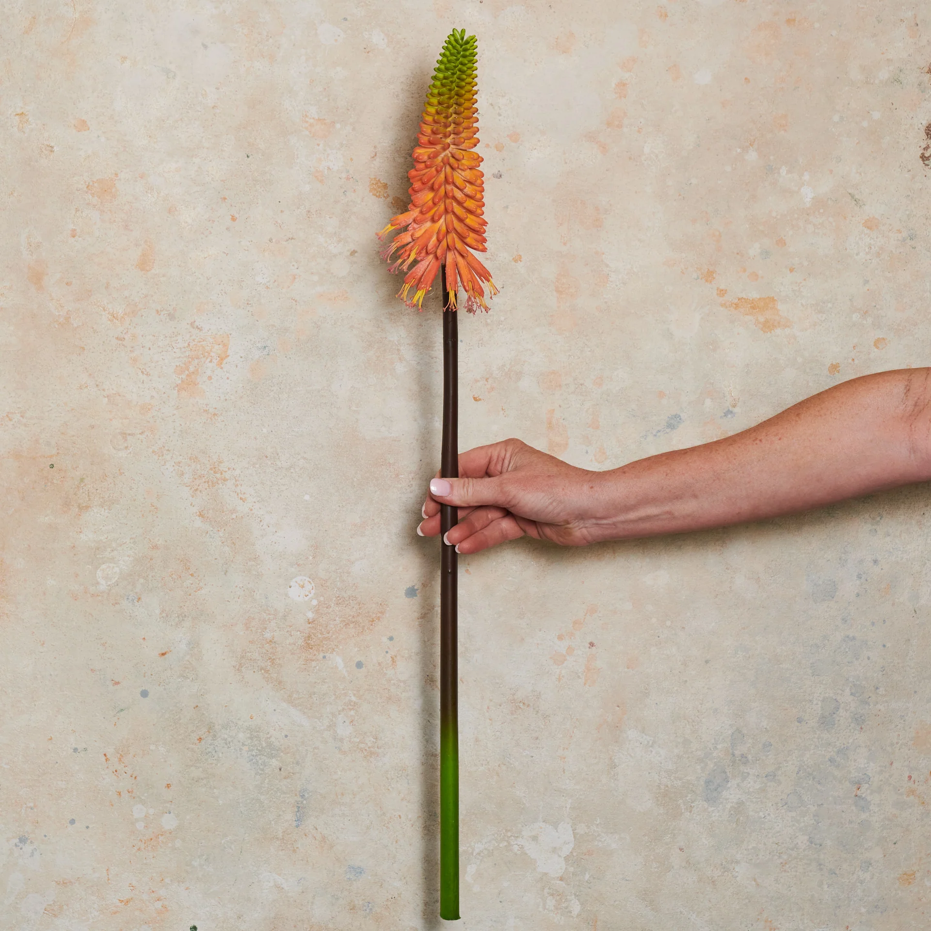 Red Hot Poker Real Touch Flower Stem - Image 2