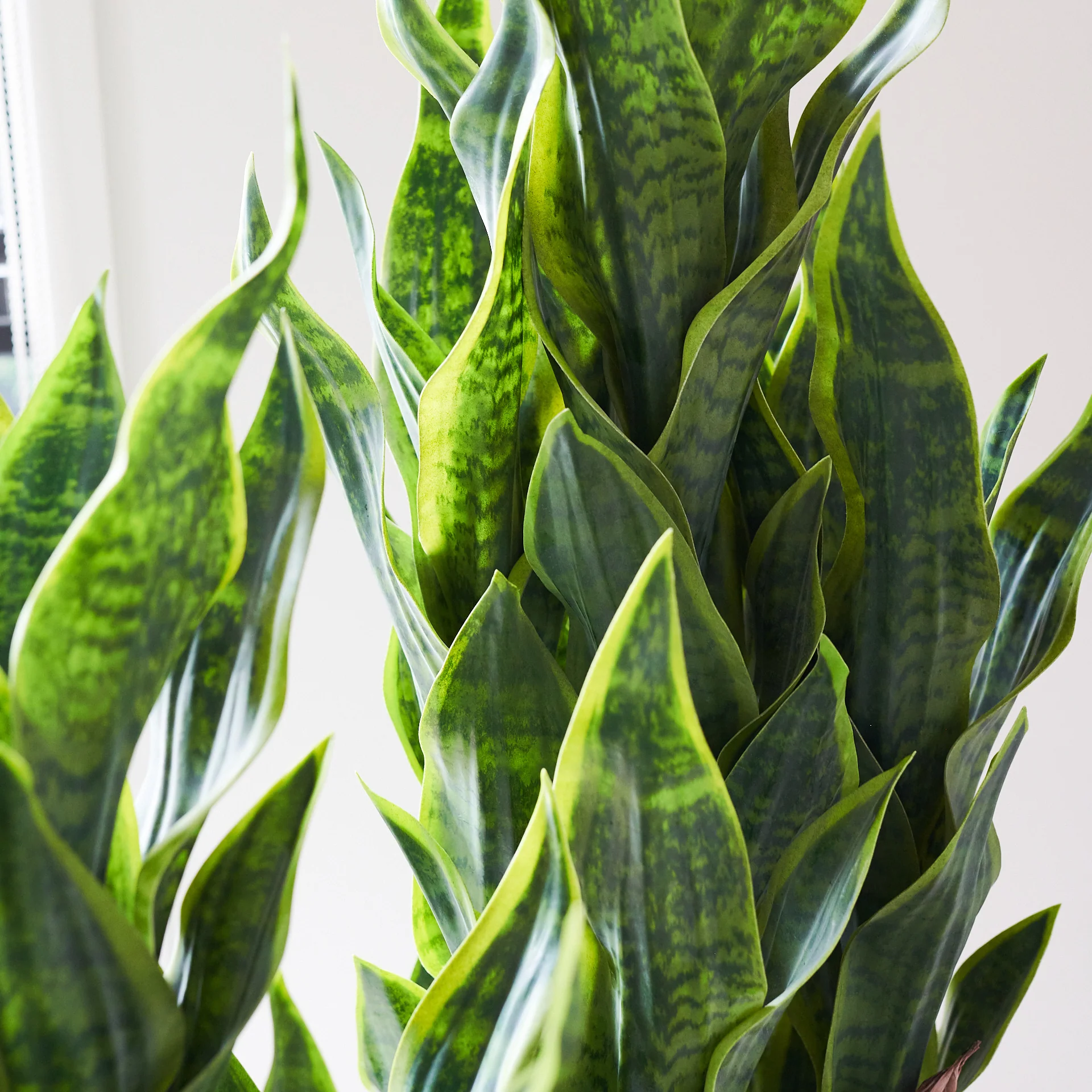 Arlo Sansevieria Plant with Pot - Image 3