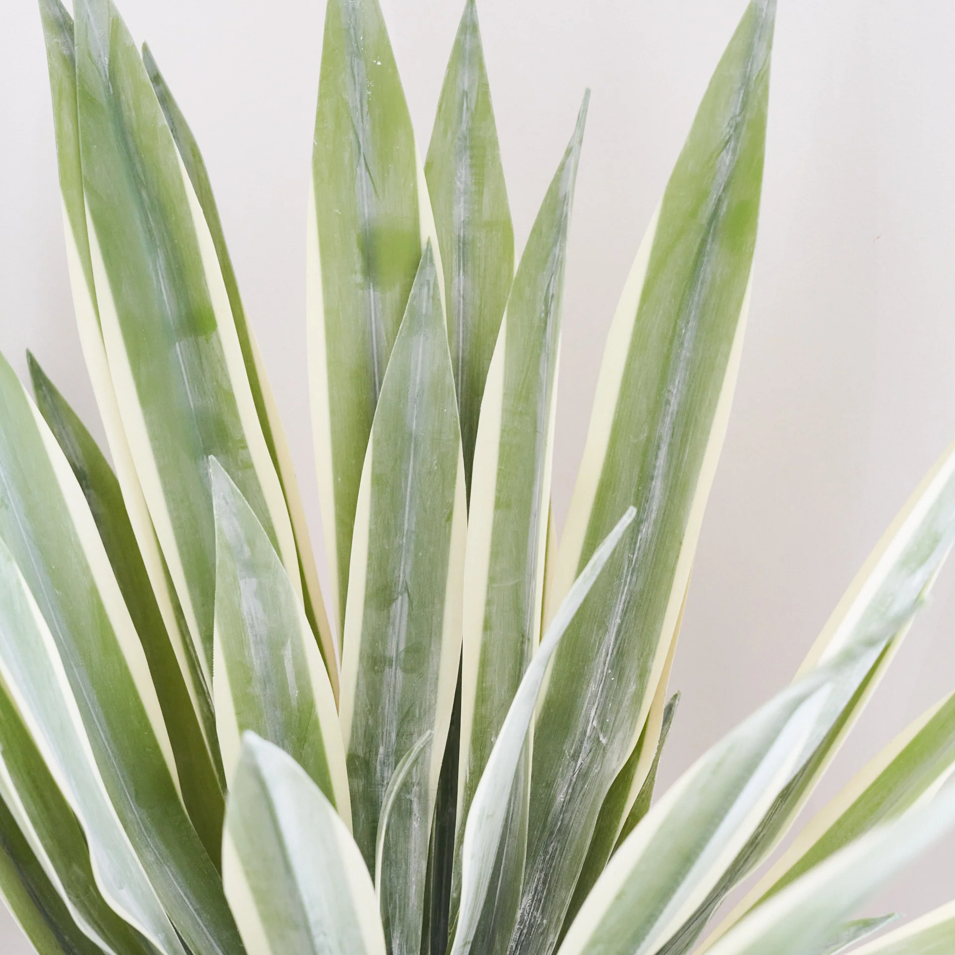 Santiago Agave Plant with Pot - Image 3