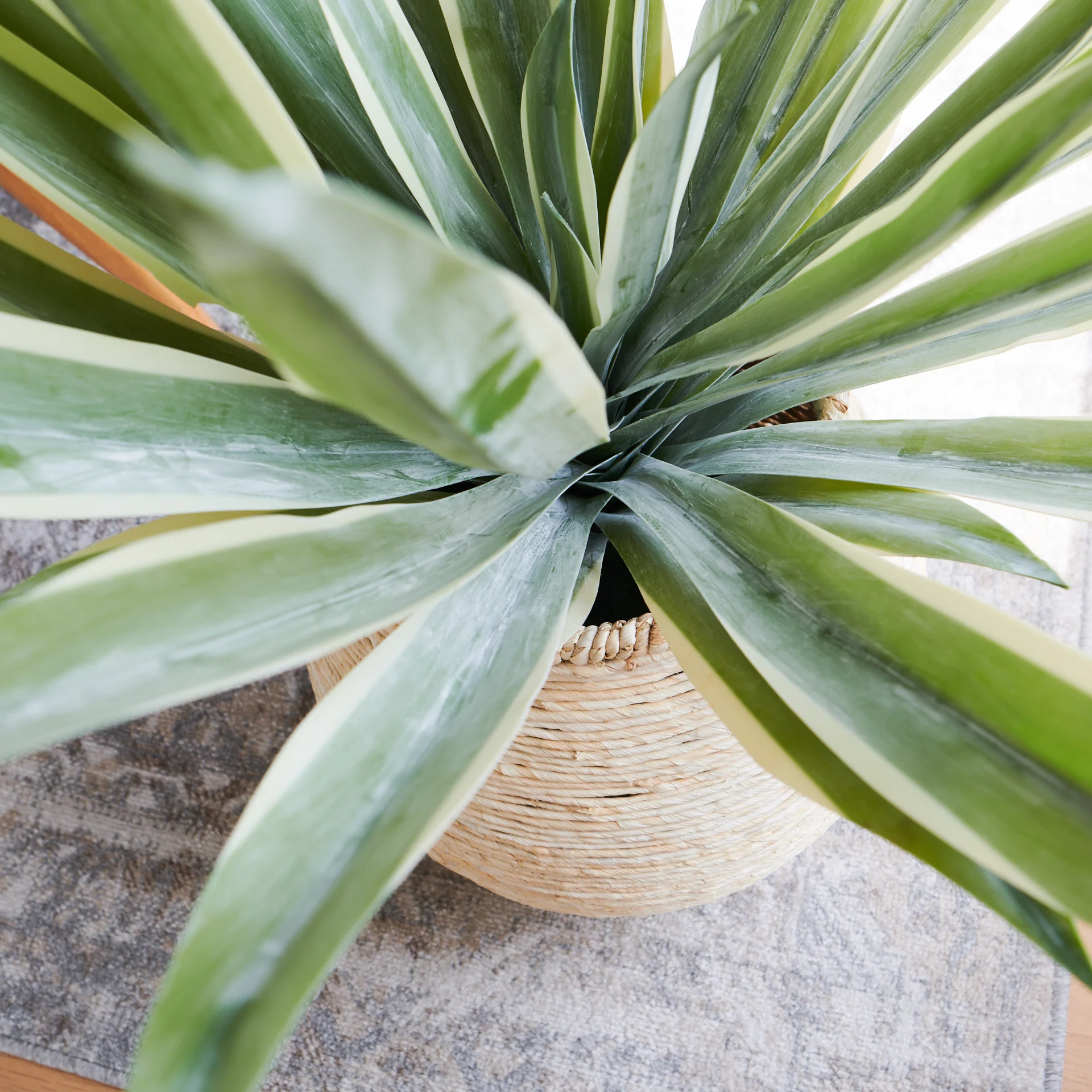Santiago Agave Plant with Pot - Image 4