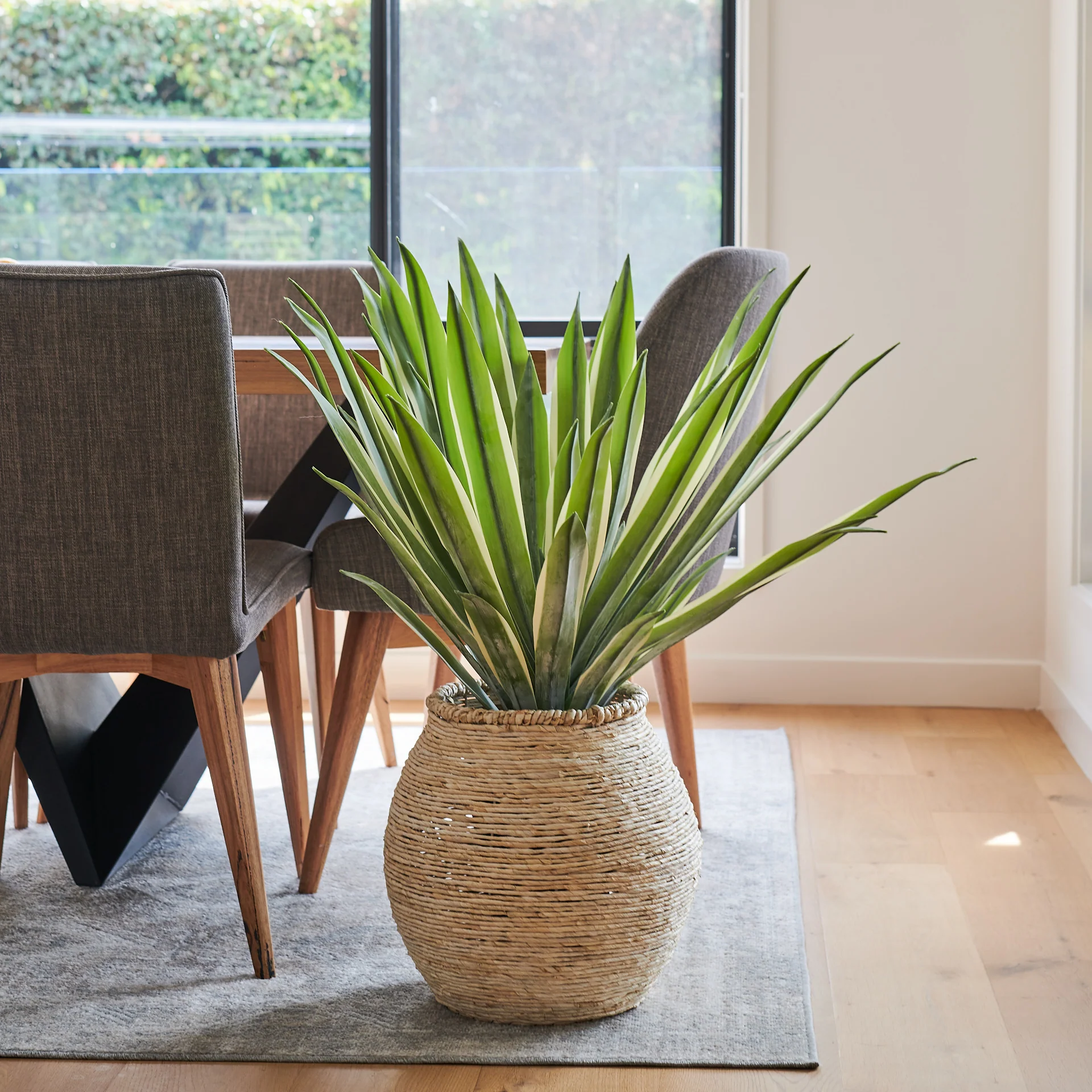 Santiago Agave Plant with Pot - Image 5