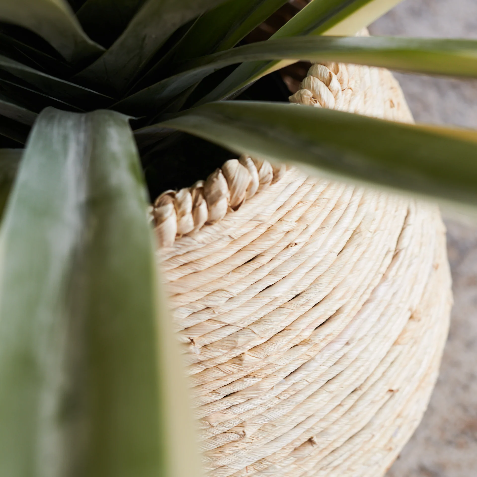 Santiago Agave Plant with Pot - Image 6