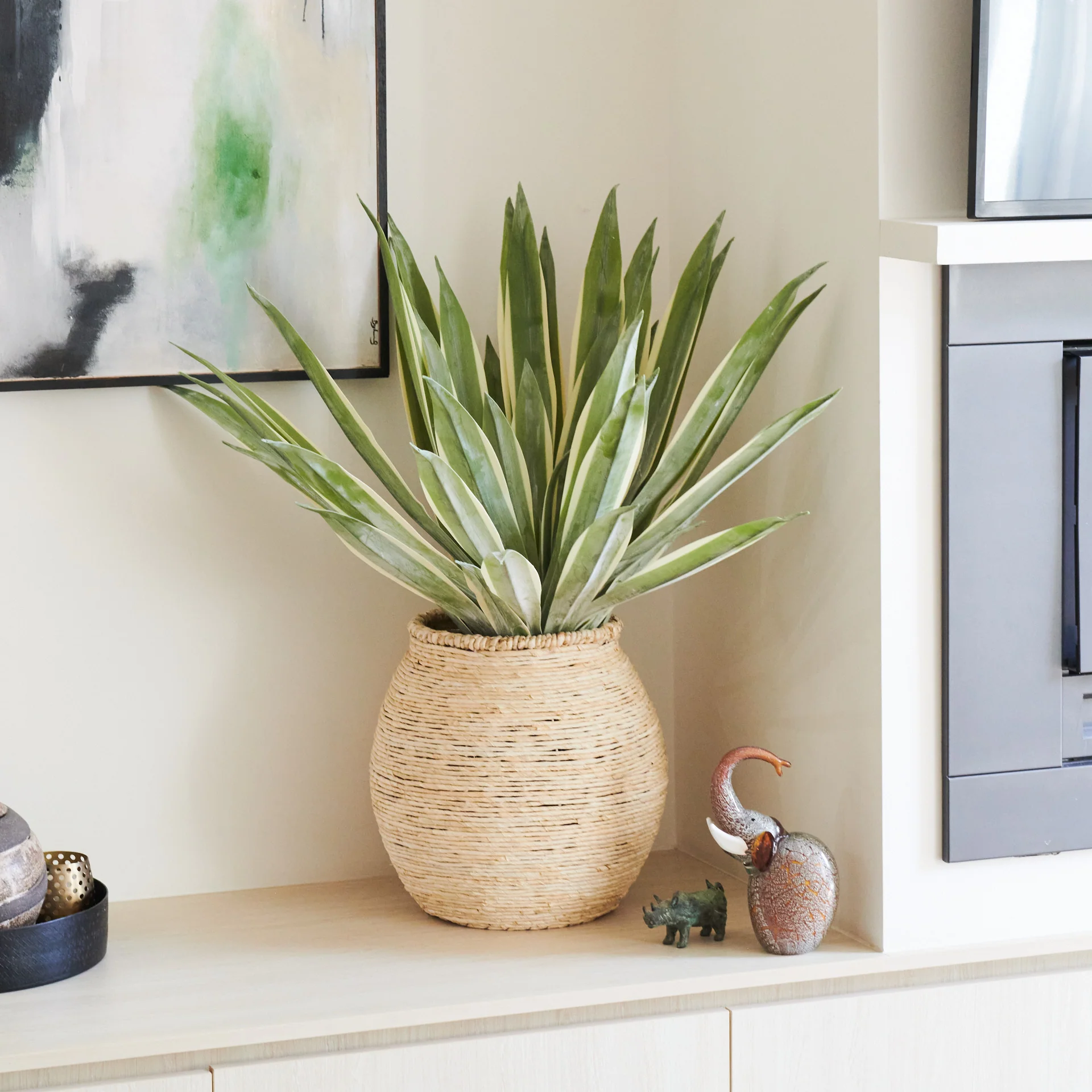 Santiago Agave Plant with Pot - Image 7