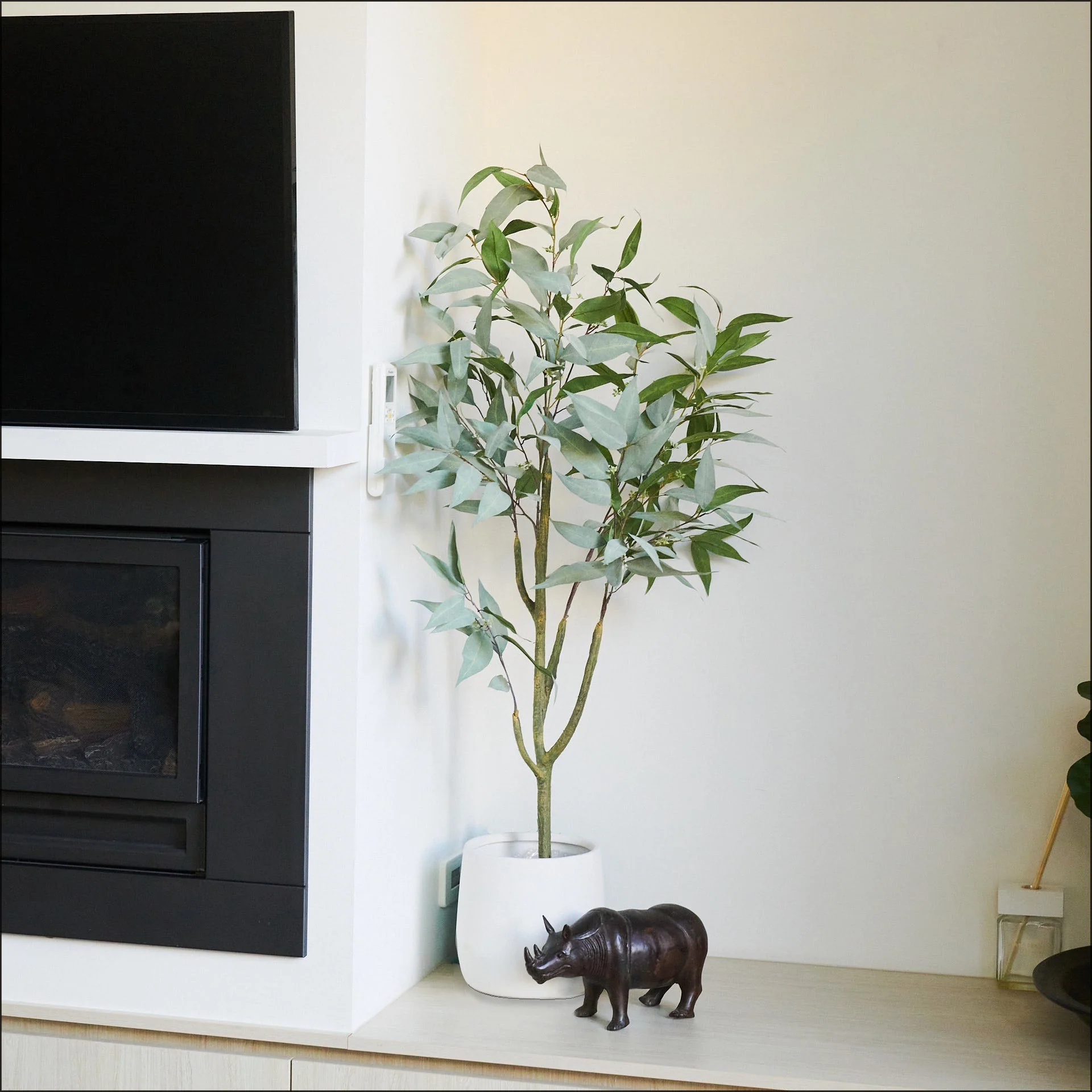 Hamilton Seeding Eucalyptus Gum Tree with Ceramic Pot - Image 5
