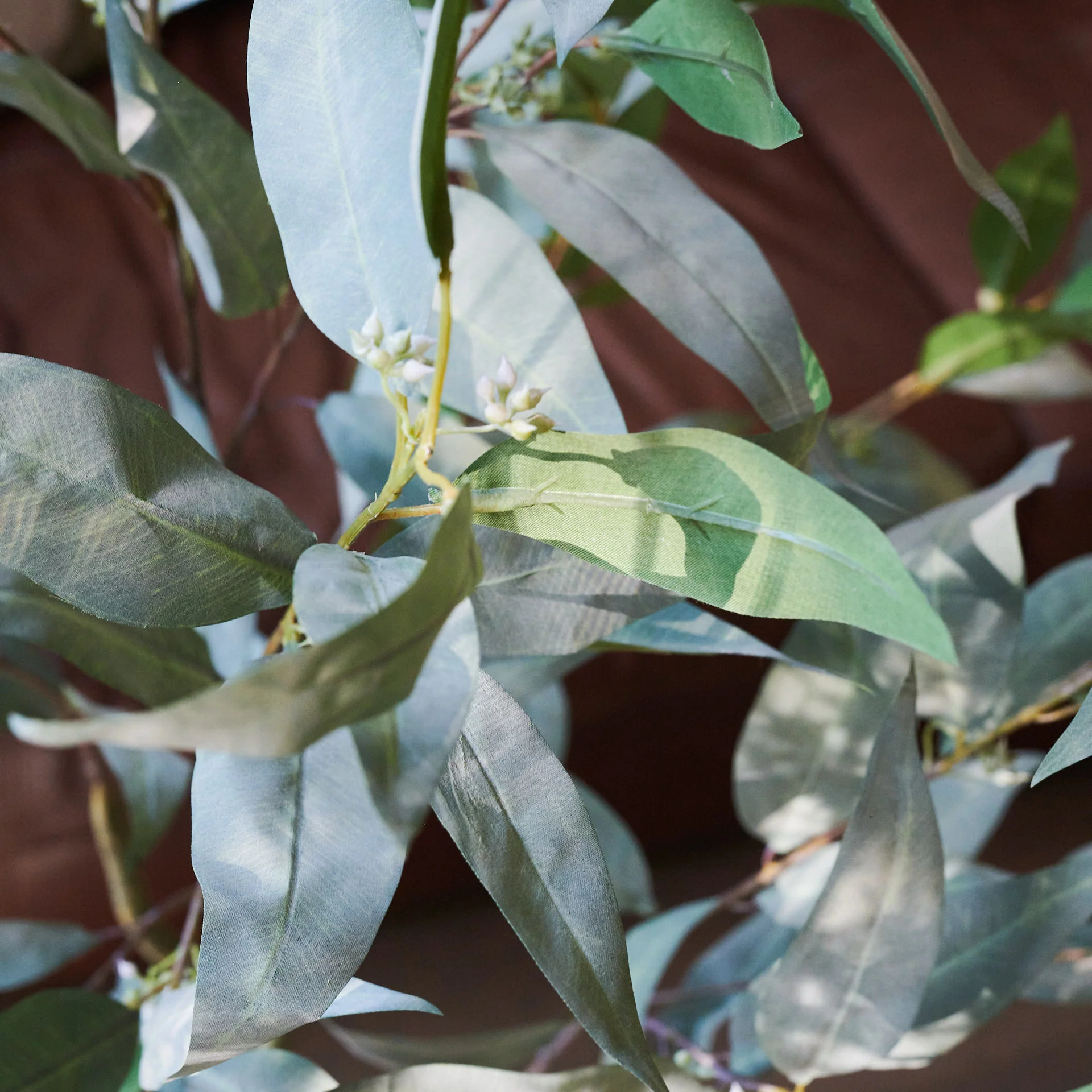 Hamilton Seeding Eucalyptus Gum Tree with Ceramic Pot - Image 6