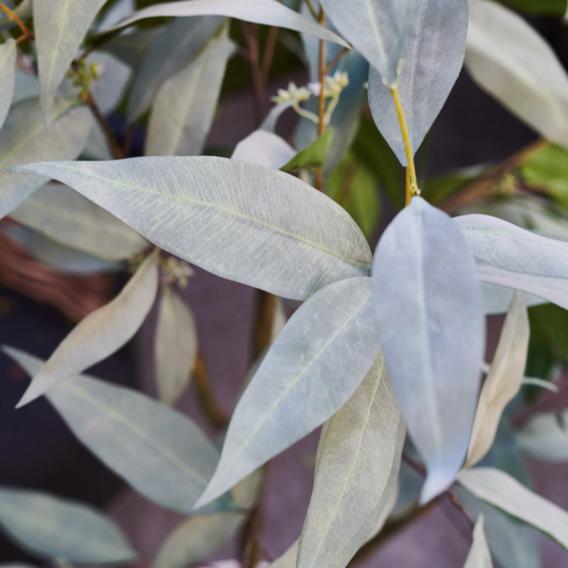 Hamilton Seeding Eucalyptus Gum Tree with Ceramic Pot - Image 7