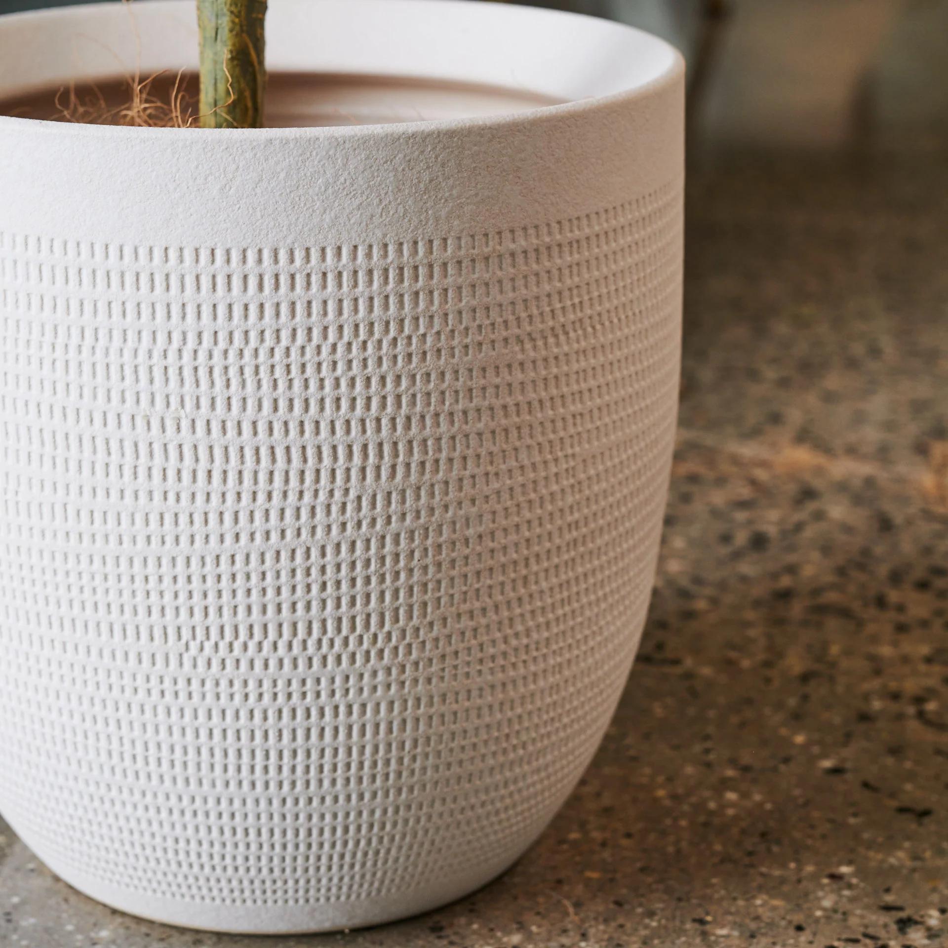 Hamilton Seeding Eucalyptus Gum Tree with Ceramic Pot - Image 8