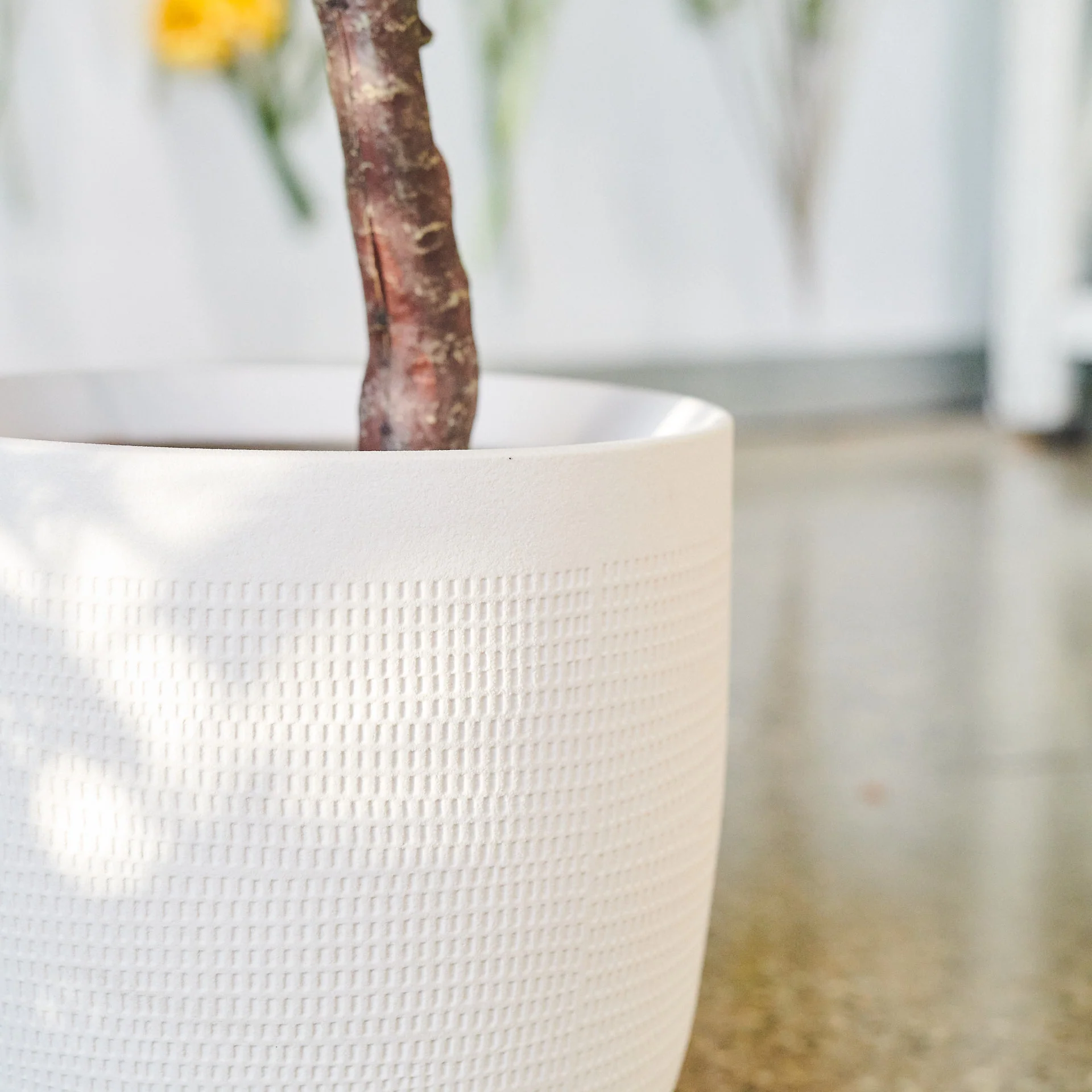 Hamilton Seeding Eucalyptus Gum Tree with Ceramic Pot - Image 9