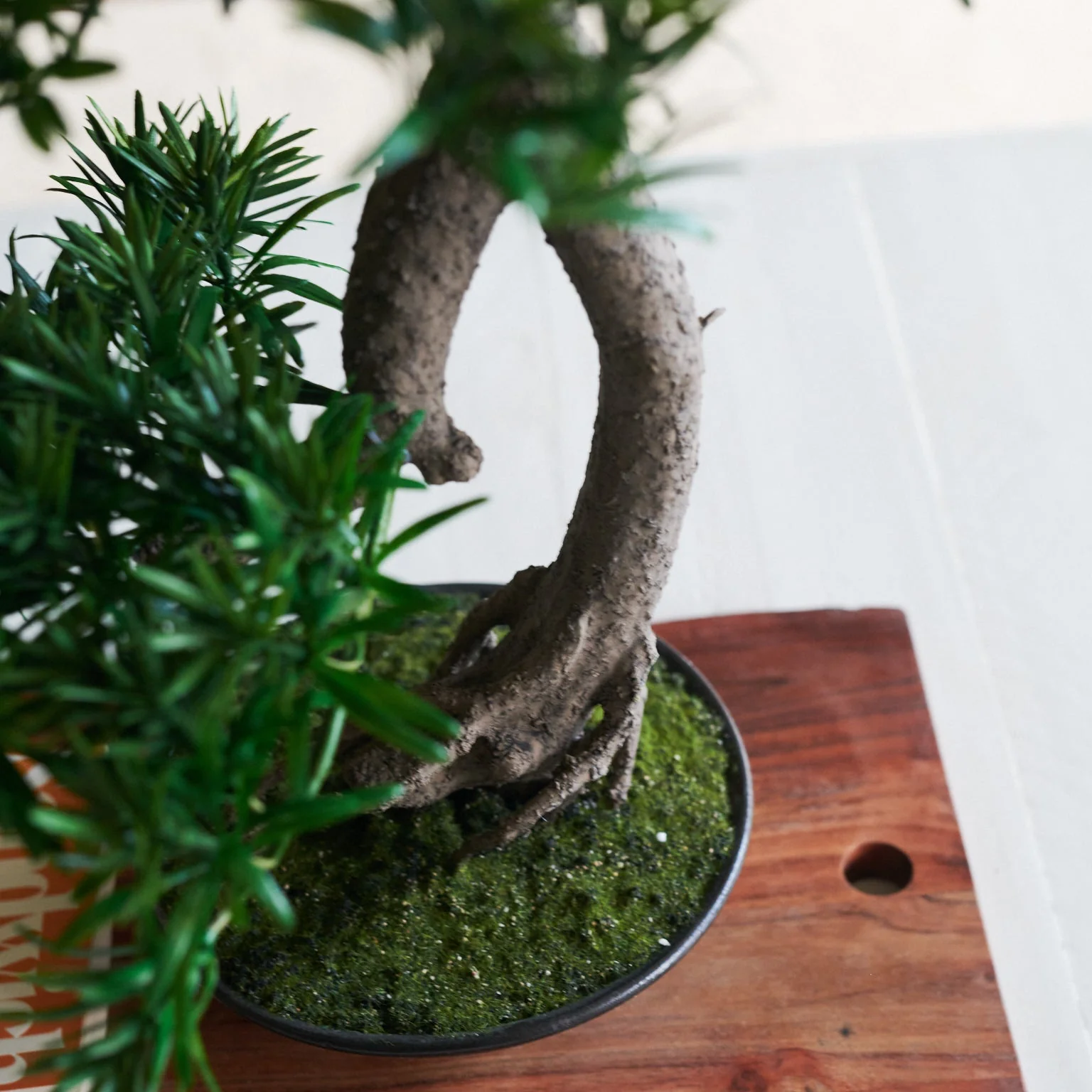 Shanti Bonsai - Image 2