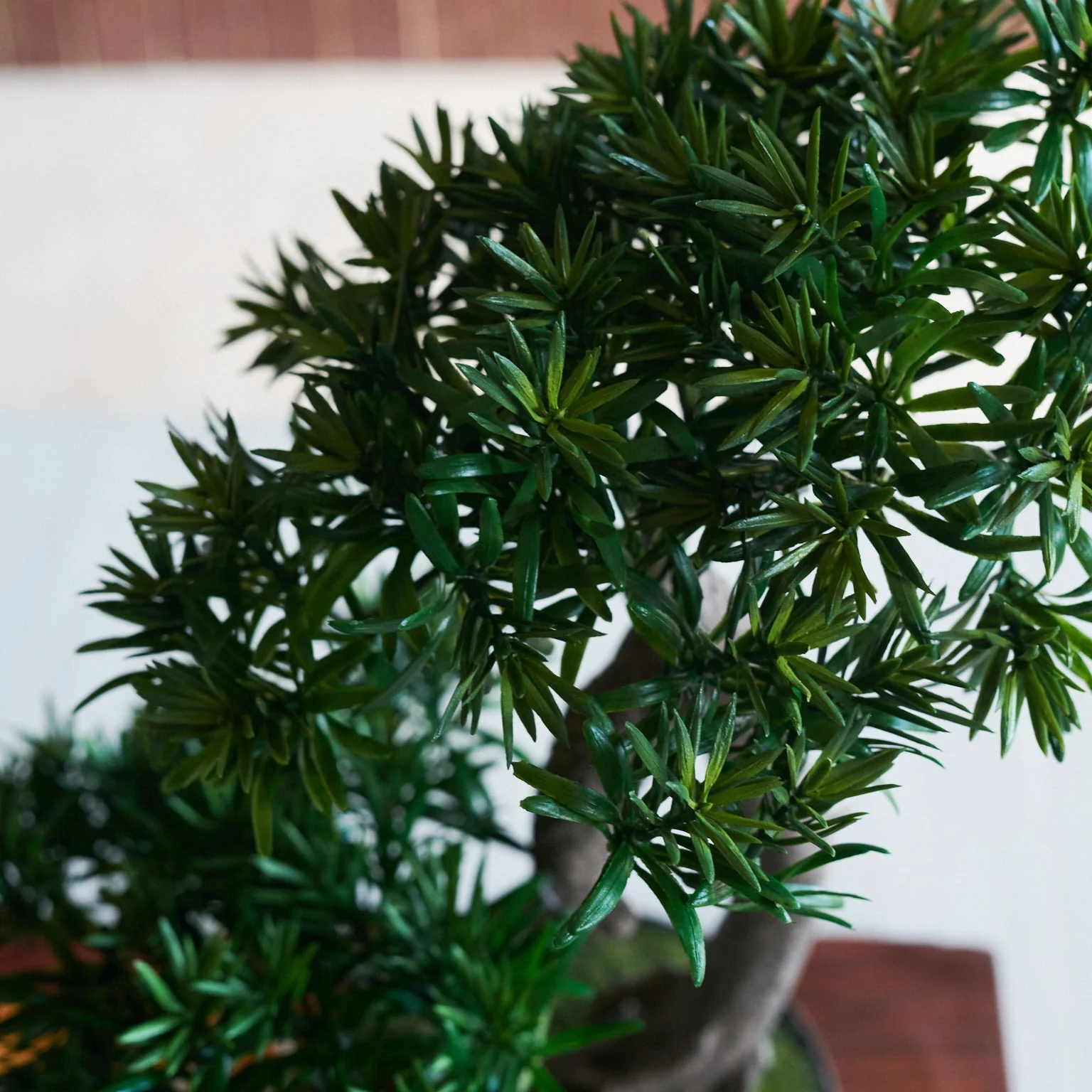 Shanti Bonsai - Image 3