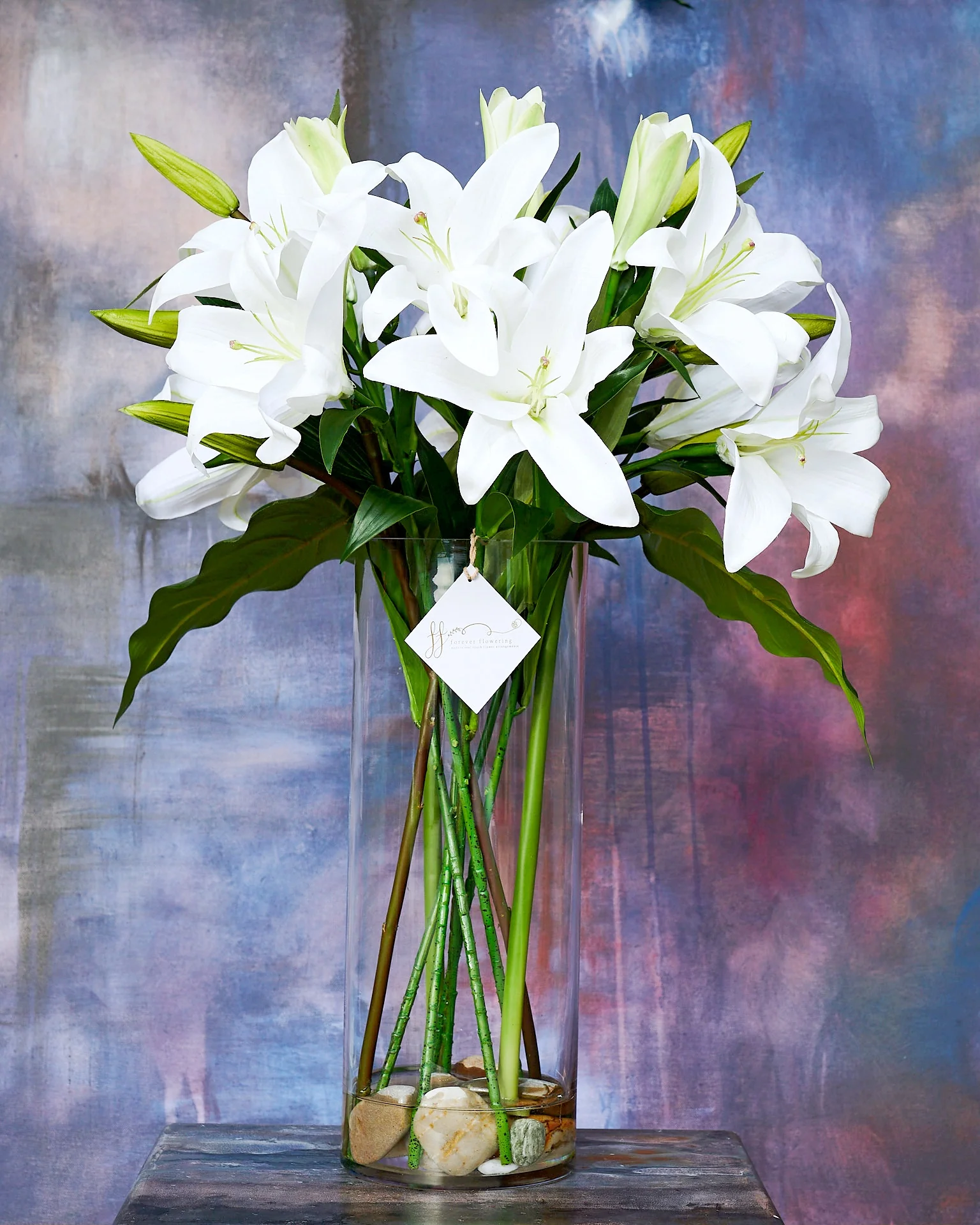 Stella - Image 7