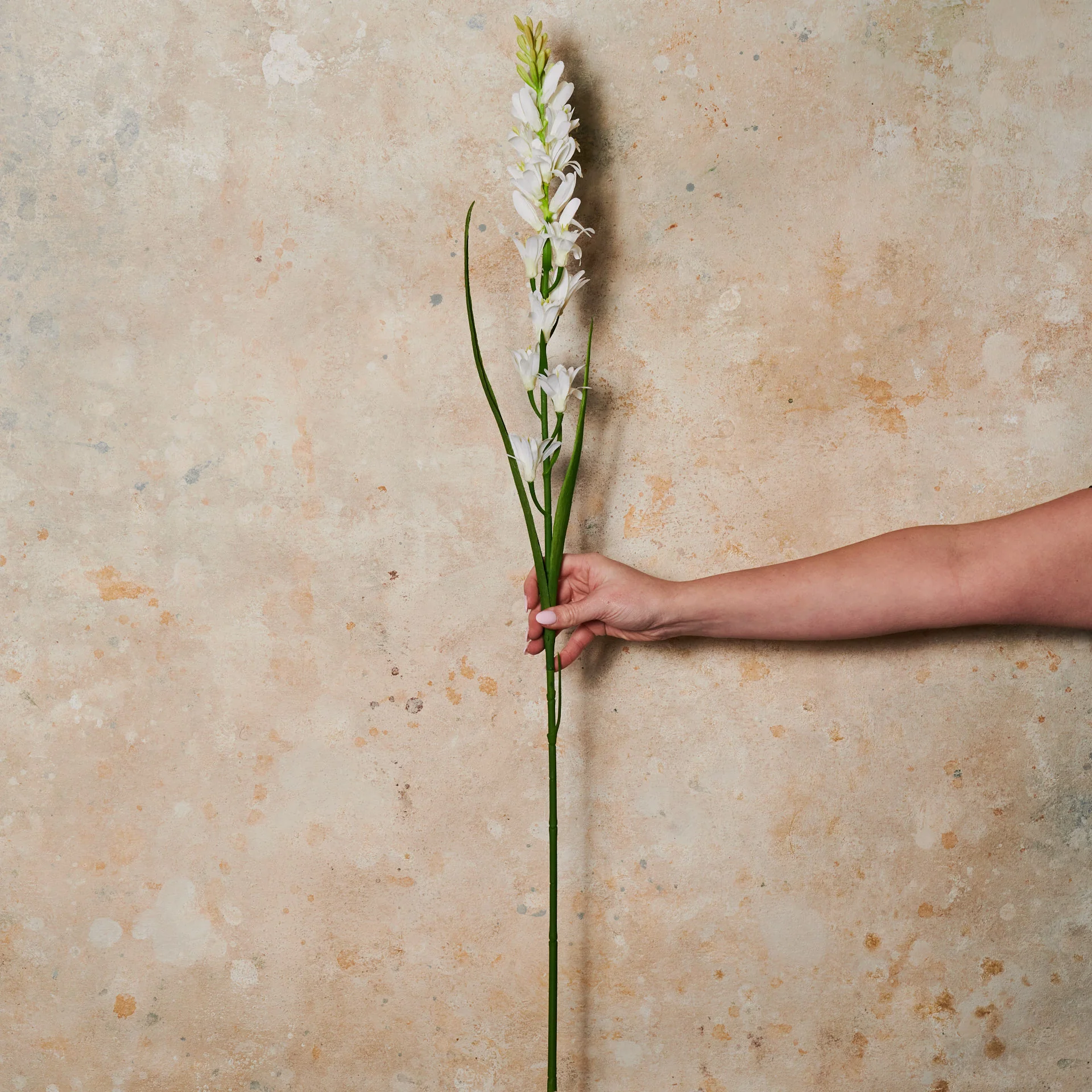 Tuberose Real Touch Flower Stem - Image 3