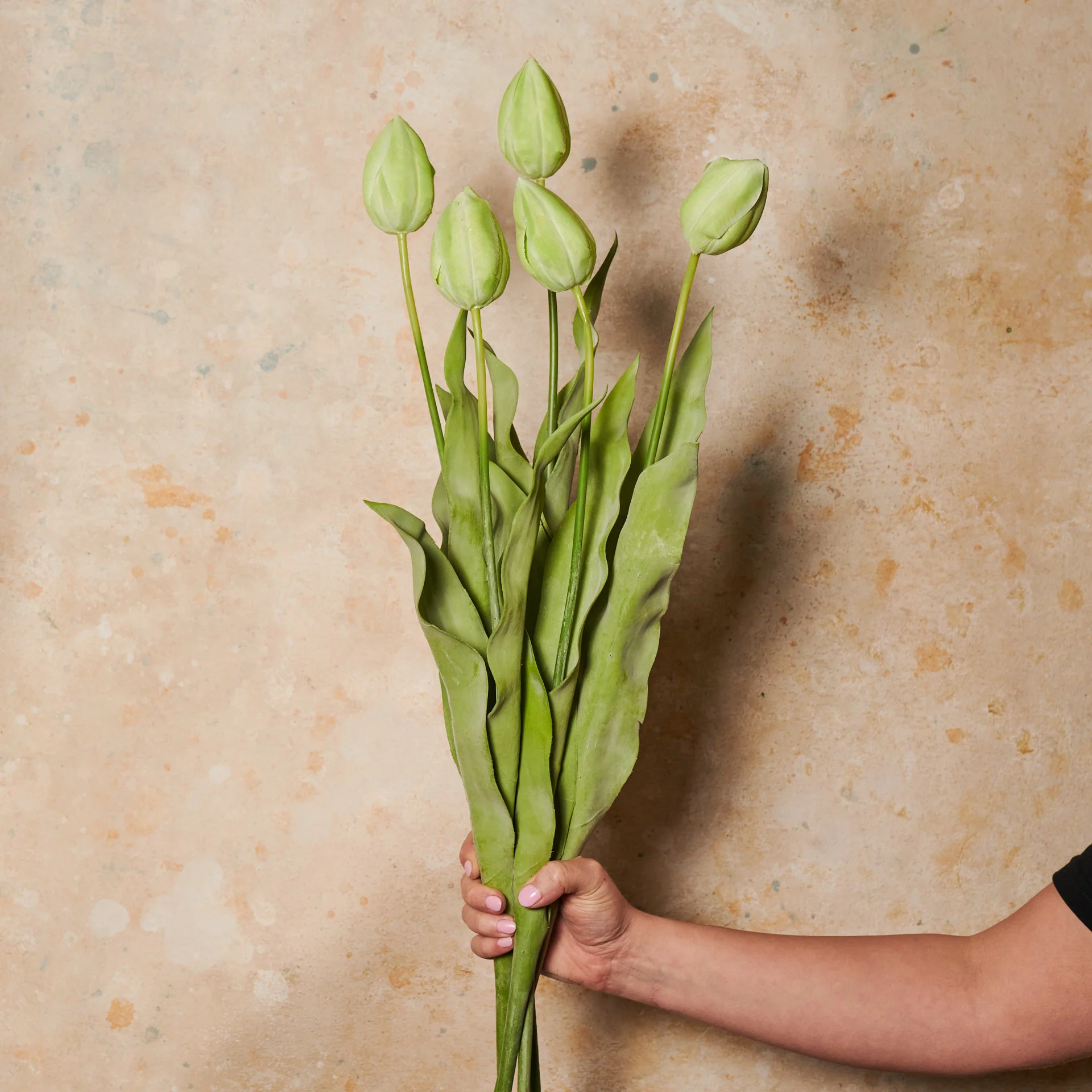 Tulip Flower Stem - Image 2