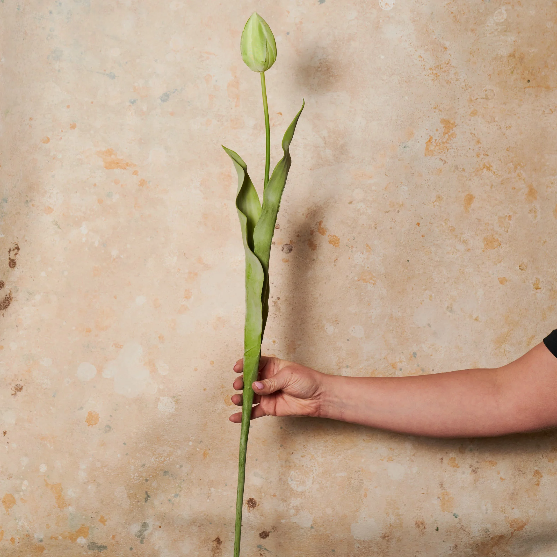 Tulip Flower Stem - Image 3
