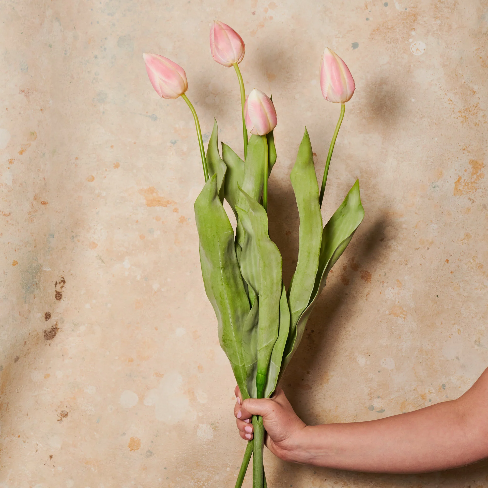 Tulip Flower Stem - Image 4