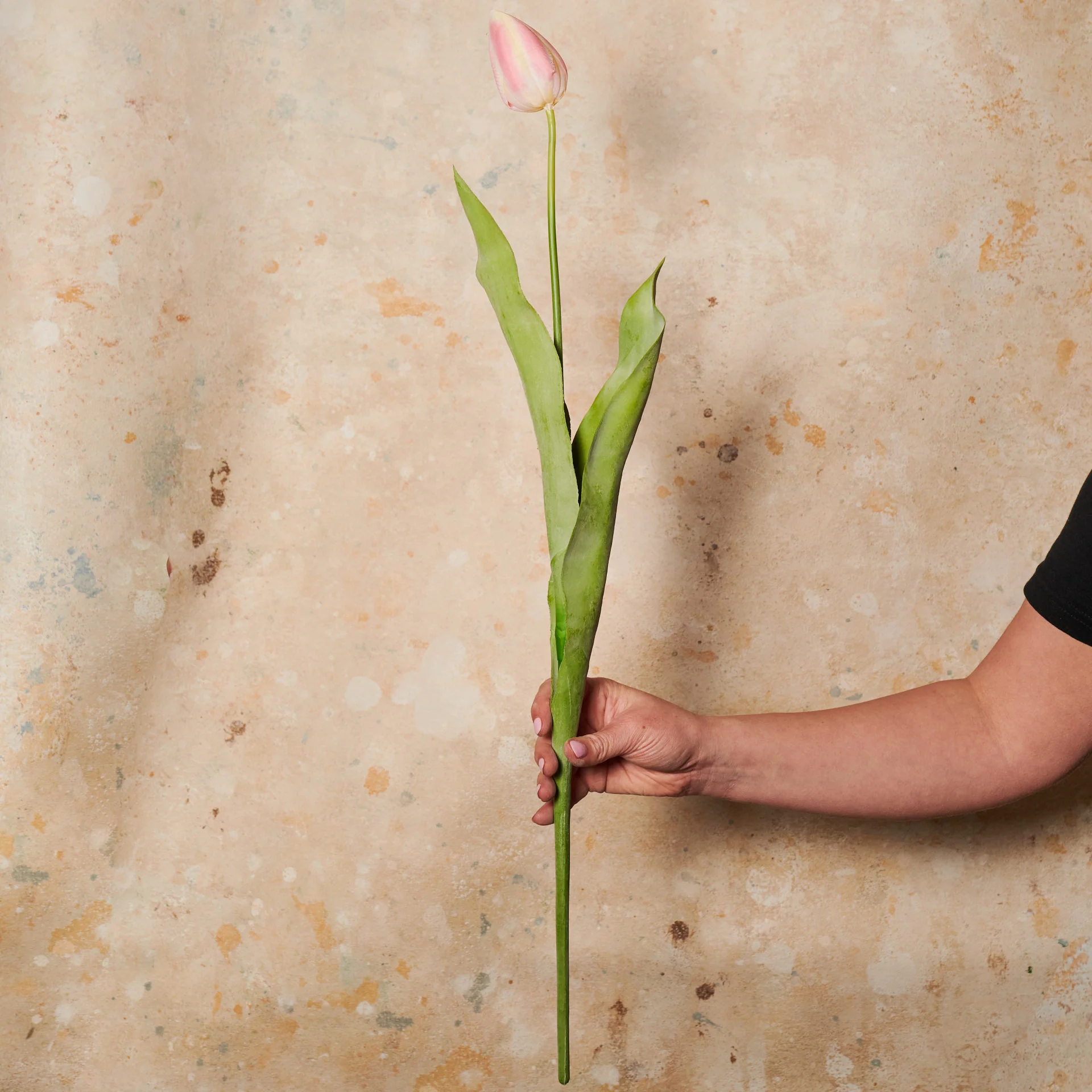 Tulip Flower Stem - Image 5